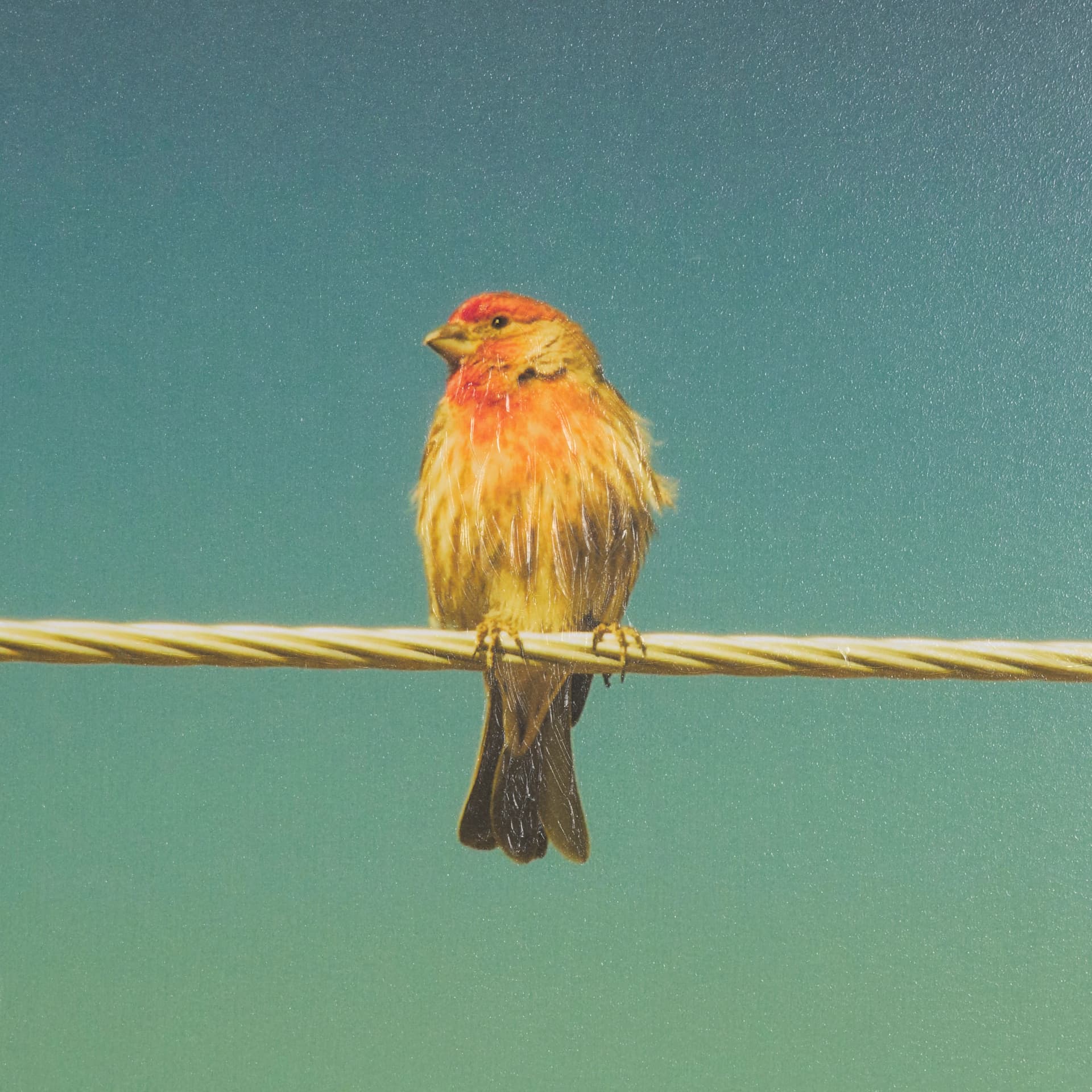 Wired Finch by Nathan Larson a Hand Embellished Framed Photo Art Print Matted under Glass — product photograph
