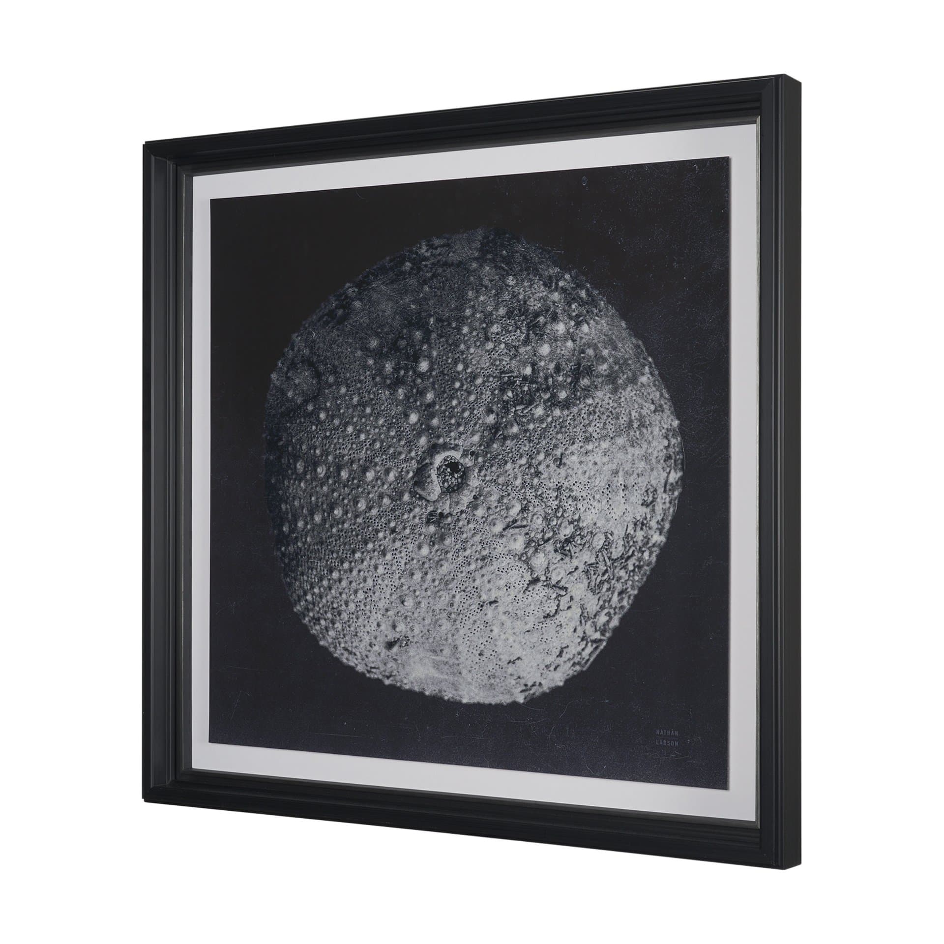 Urchin Still Life III by Nathan Larson a Hand Embellished Framed Photo Art Print Matted under Glass — product photograph