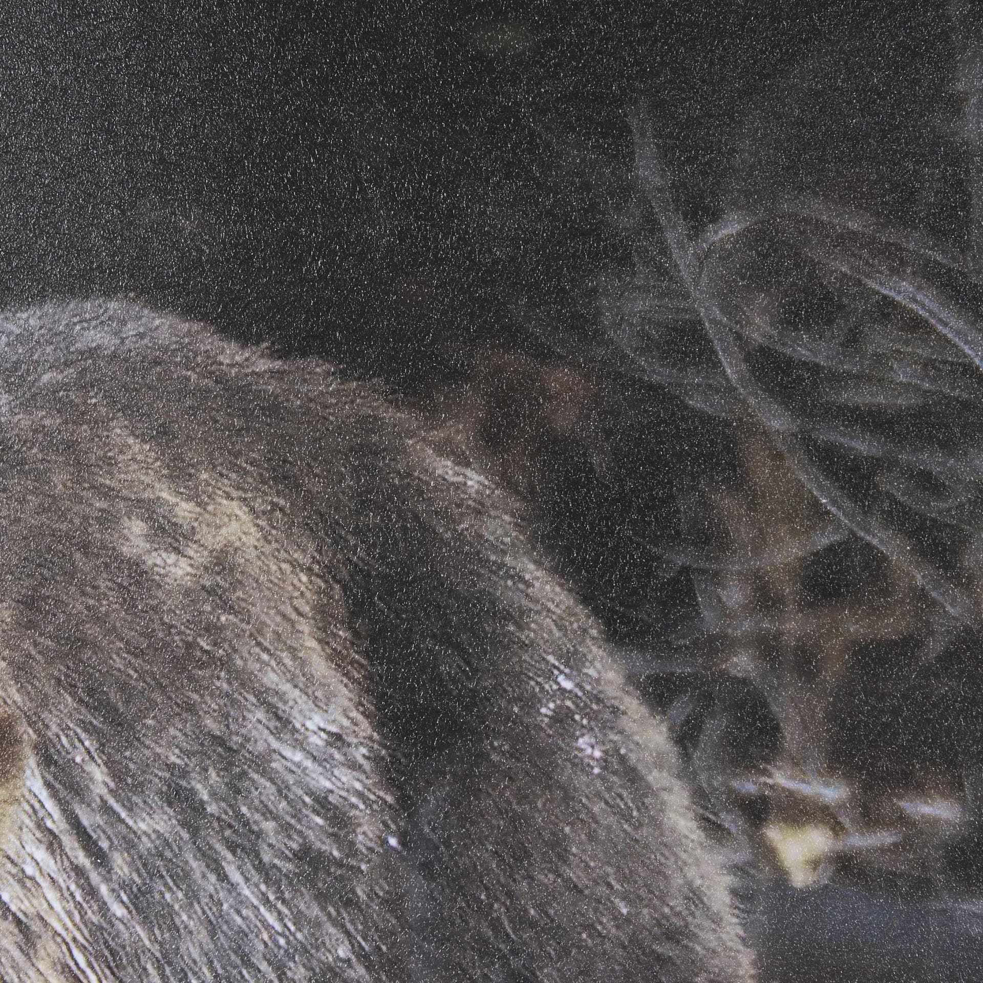 Mom and Cub by Chad Mackay a Hand Embellished Textured Framed Photo Art Print Matted under Glass — product photograph