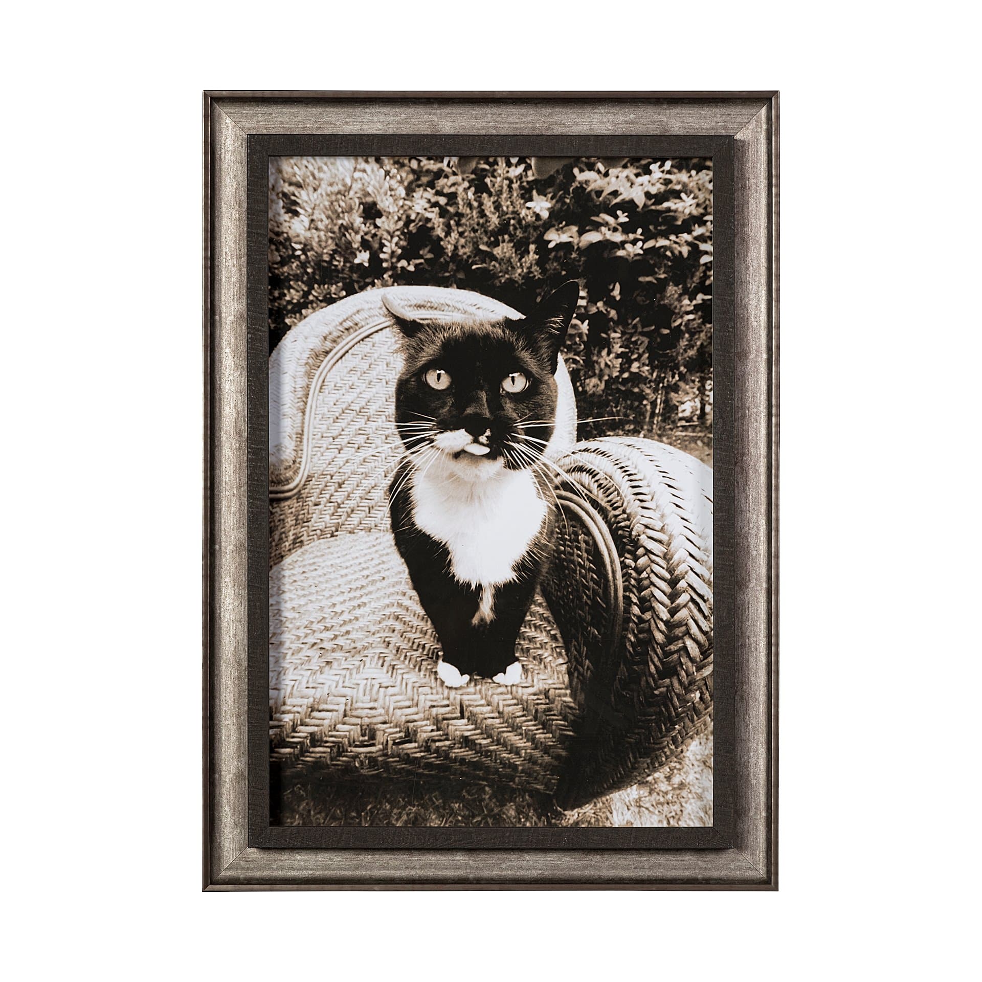 Kitty I by Jim Drafield a Framed Photo Art Print — product photograph