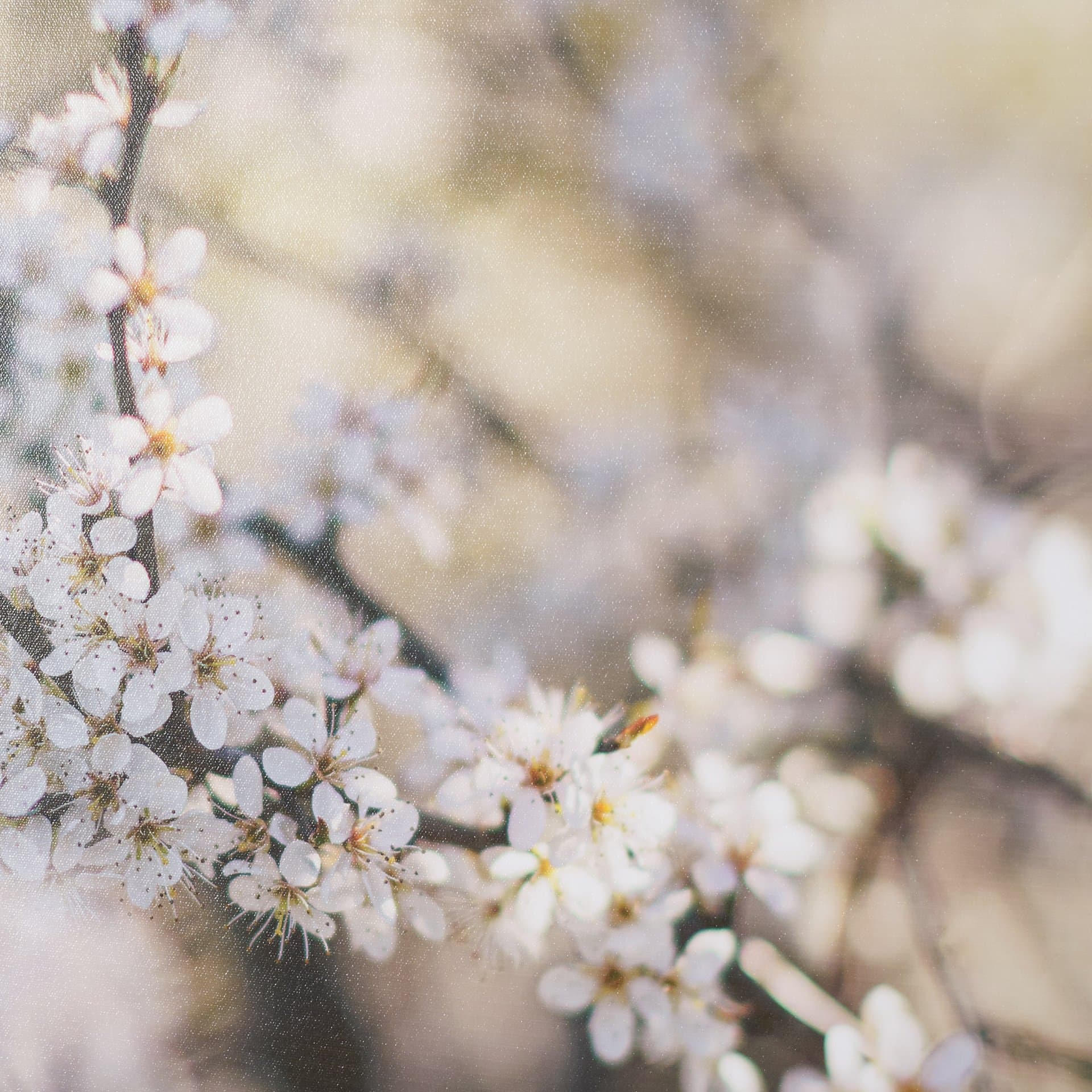 Wilde Prunus by Zaira Zarotti Textured Framed Photo Print Matted under Glass — product photograph