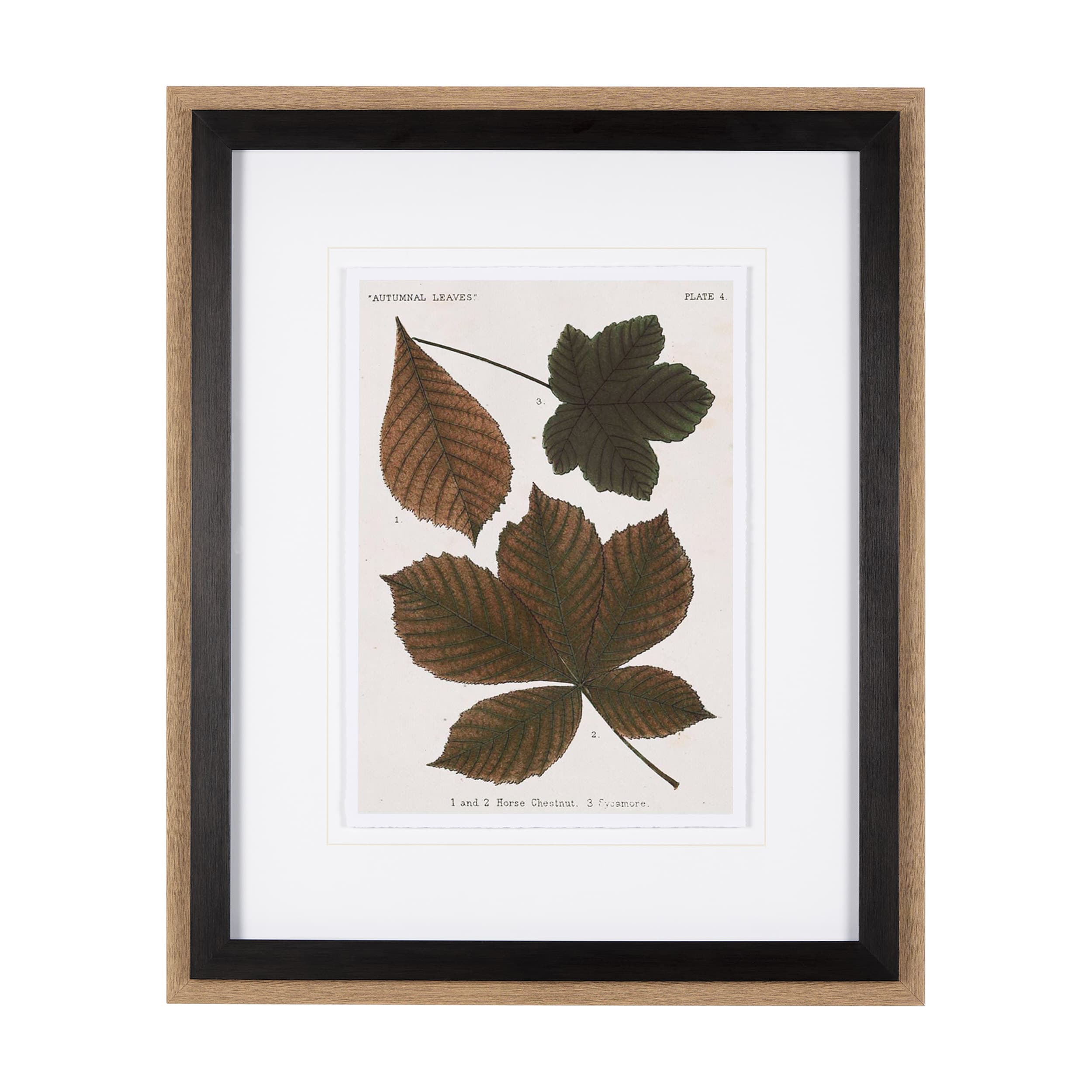 Autumnal Leaves III by Vision Studio a Framed Art Print Matted under Glass — product photograph