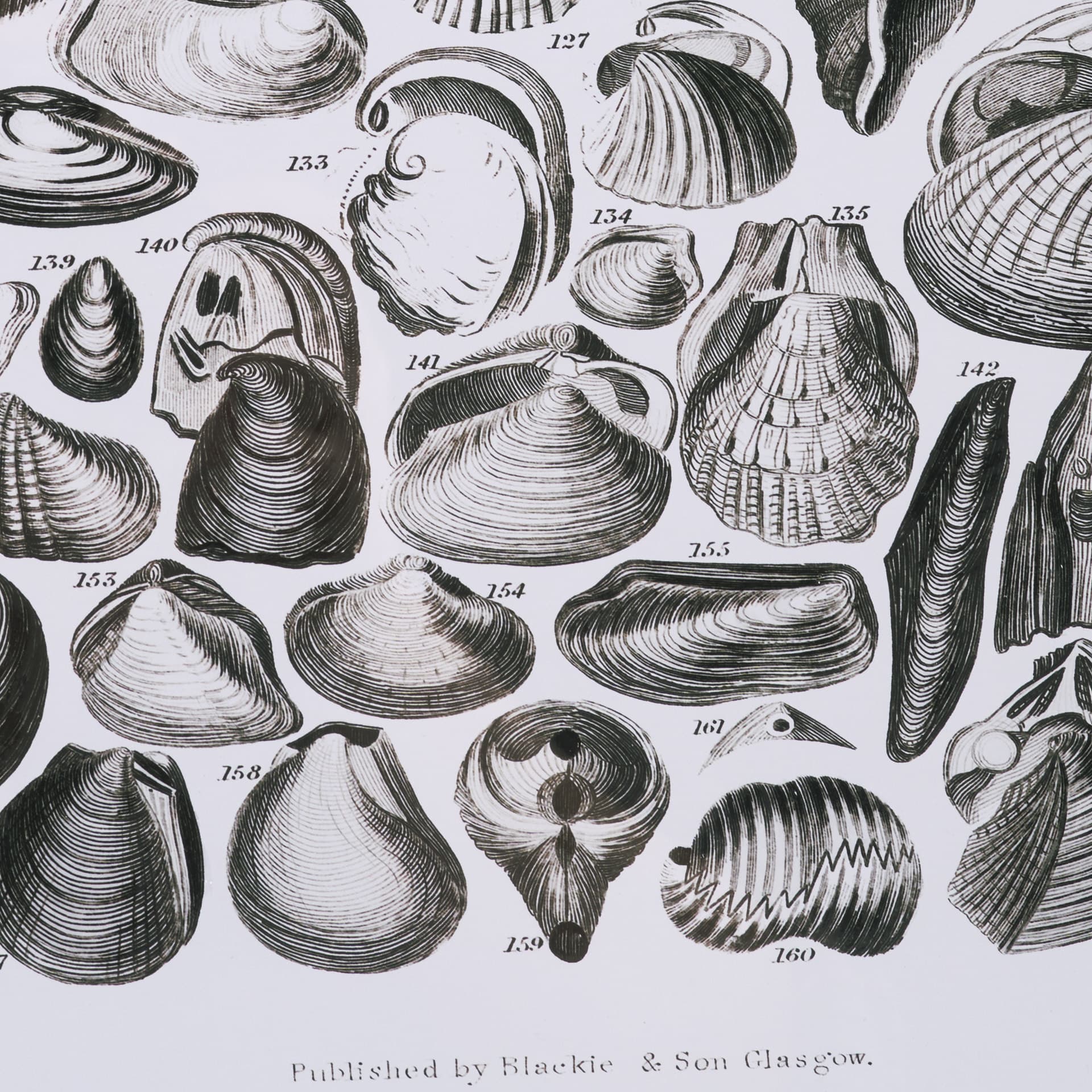 Sealife II by Oliver Goldsmith a Hand Embellished Framed Art Print Matted under Glass — product photograph