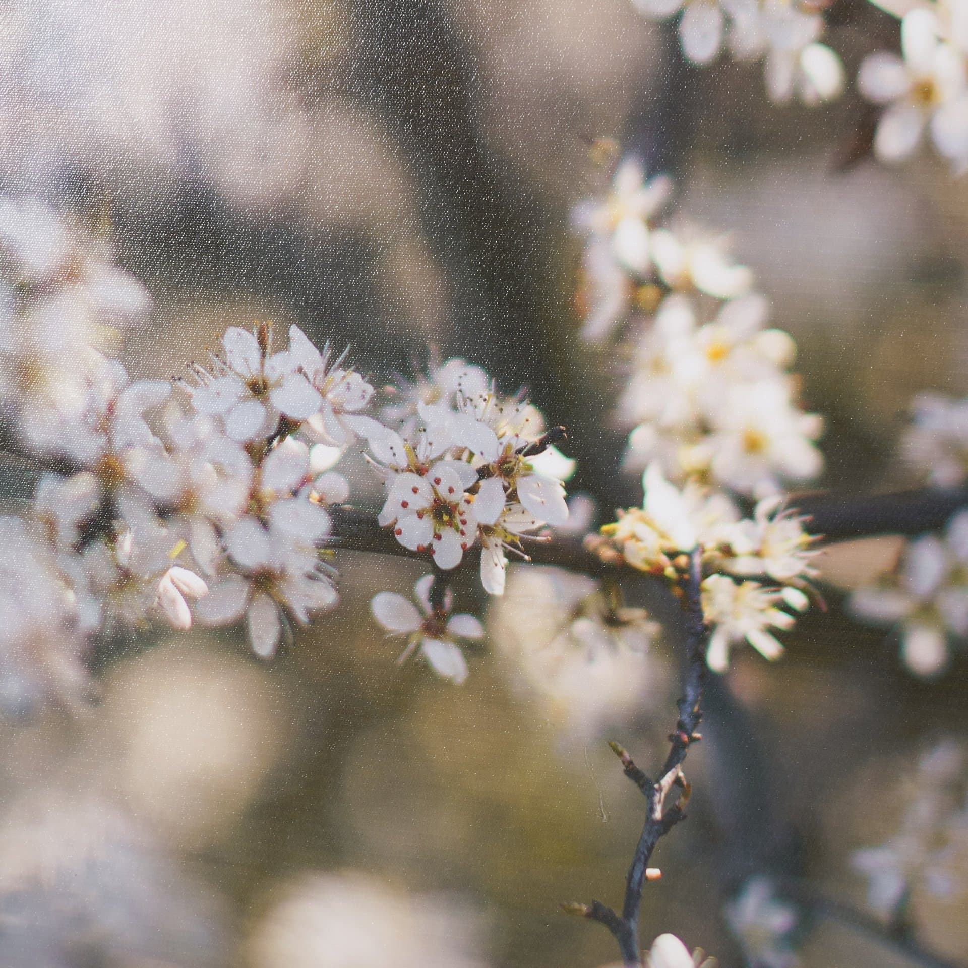 Wilde Prunus by Zaira Zarotti Textured Framed Photo Print Matted under Glass — product photograph