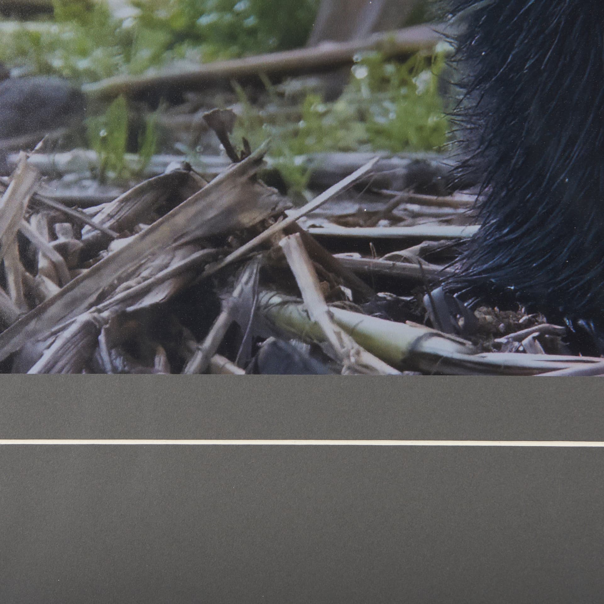 Standing Bear by Chad Mackay a Hand Embellished Textured Framed Photo Art Print Matted under Glass — product photograph