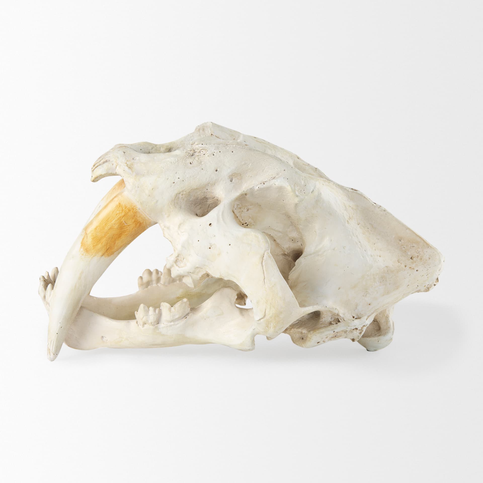 Fozzil 9L x 9W Resin Sabretooth Skull Replica — product photograph