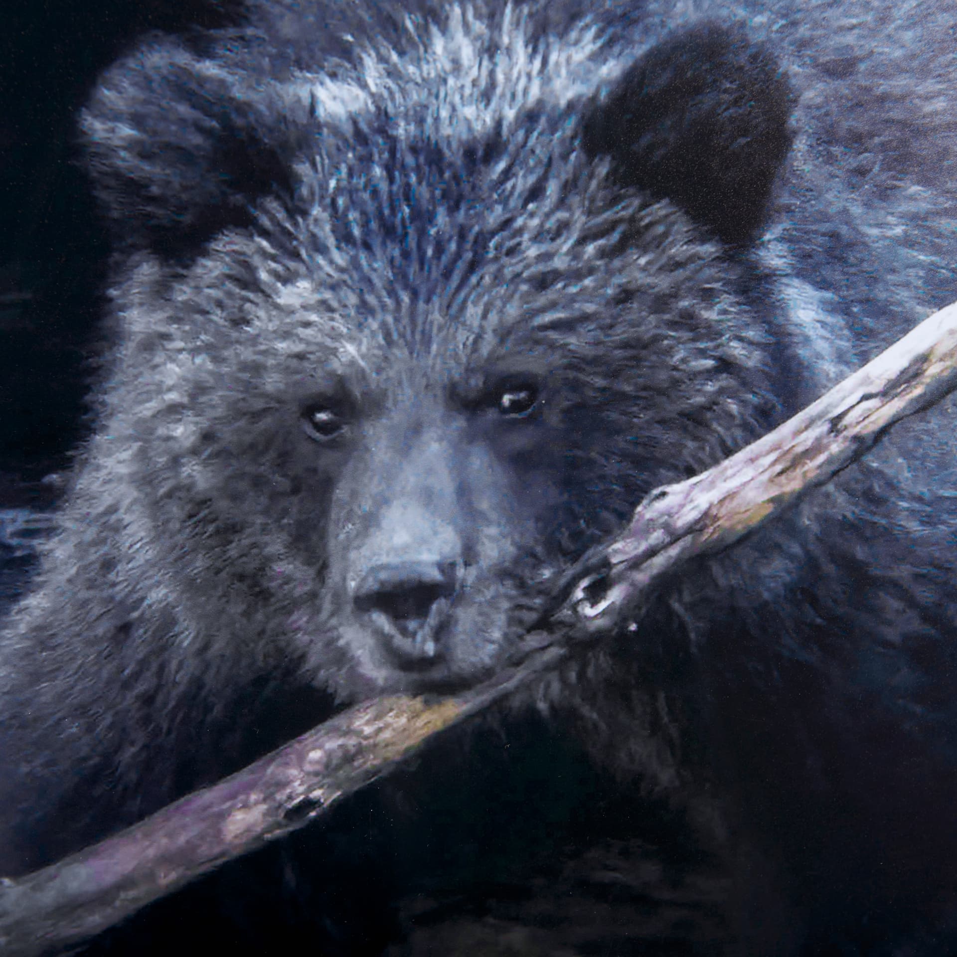 Playing Bears by Chad Mackay a Hand Embellished Textured Framed Photo Art Print Matted under Glass — product photograph