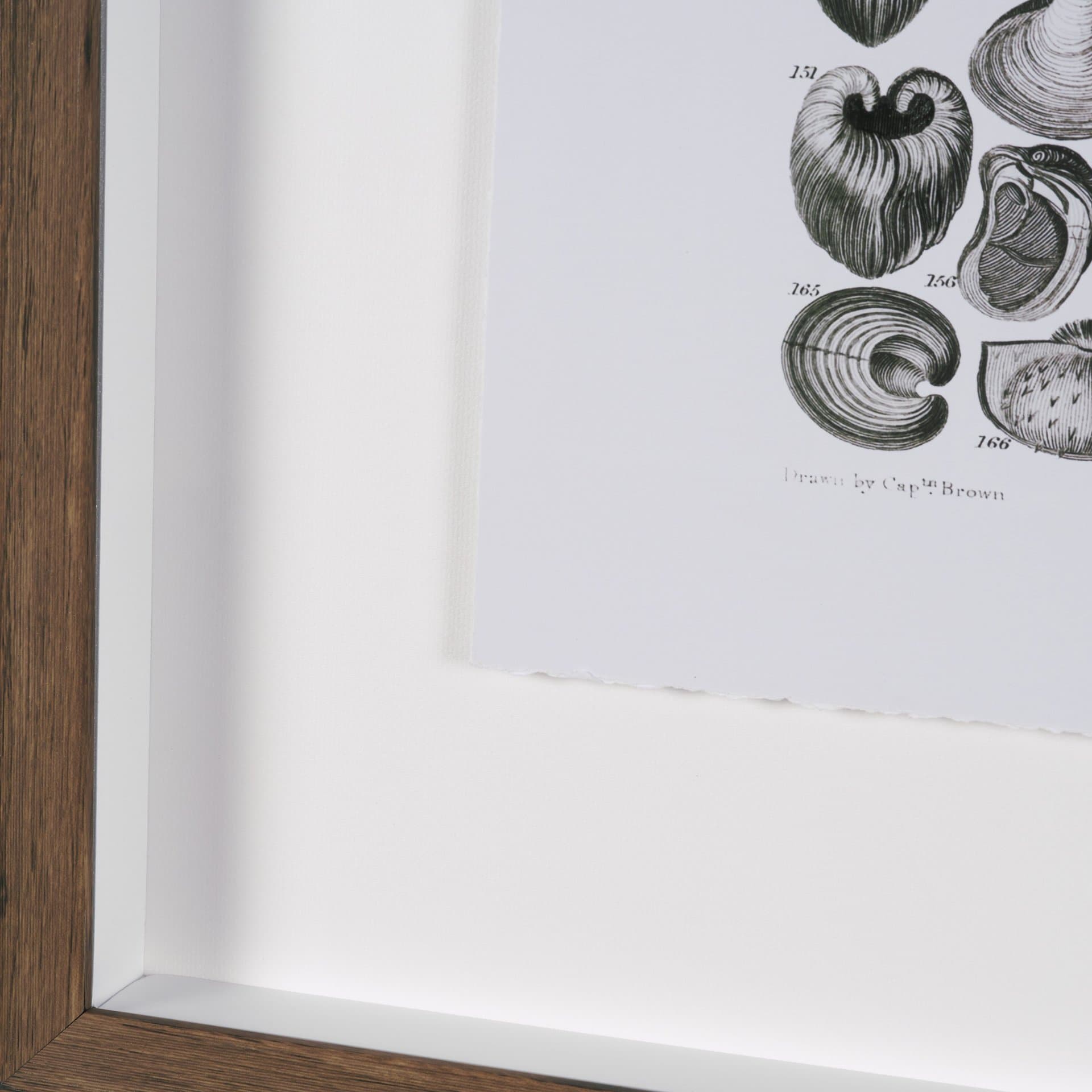 Sealife II by Oliver Goldsmith a Hand Embellished Framed Art Print Matted under Glass — product photograph