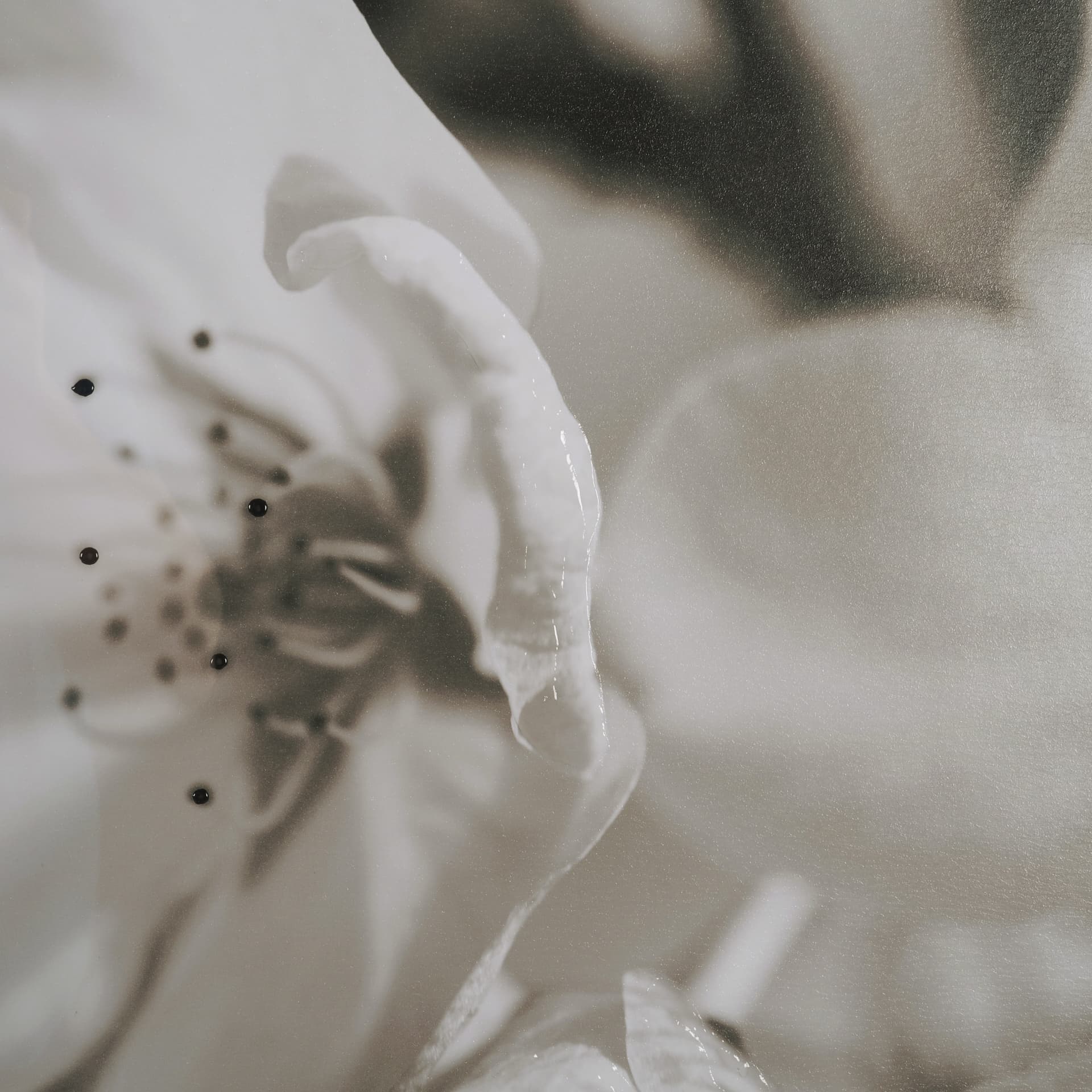 Soft Petals I by Nancy Crowell a Hand Embellished Textured Framed Photo Art Print Matted under Glass — product photograph