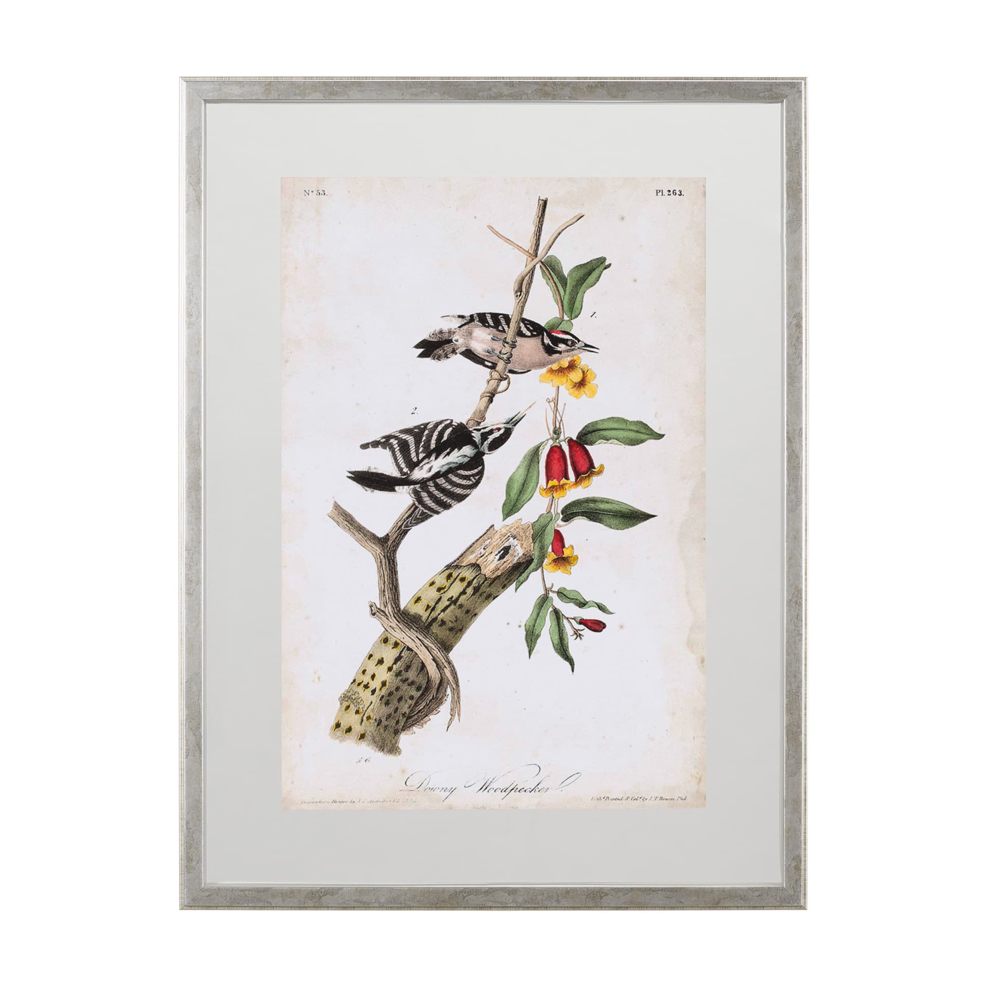 Downy Woodpecker by John James Audubon a Framed Art Print Matted under Glass — product photograph