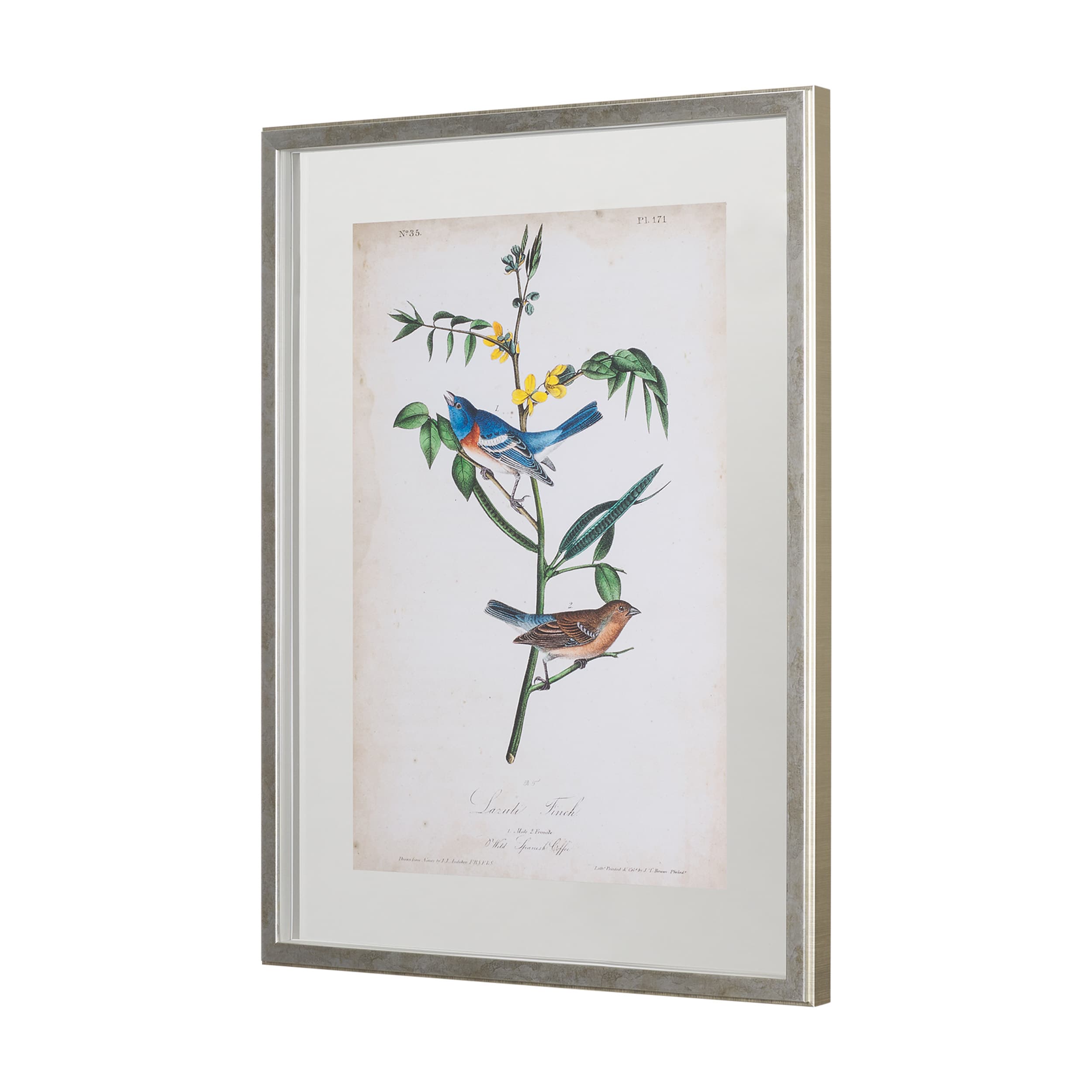 Delicate Bird and Botanical IV by John James Audubon a Framed Art Print Matted under Glass — product photograph