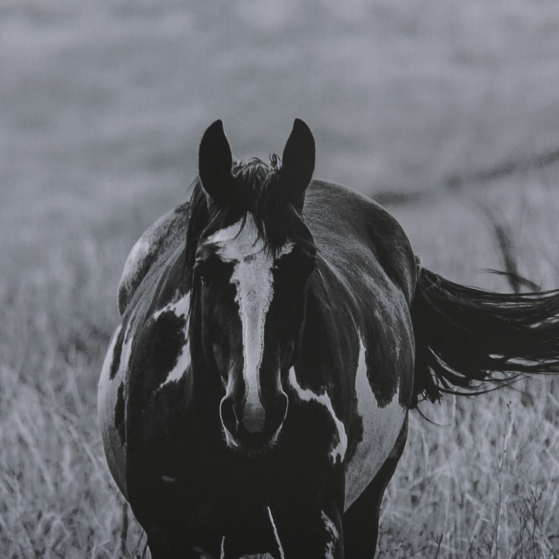 Montana Moves by Mercana Studio a Framed Photo Art Print Matted under Glass — product photograph