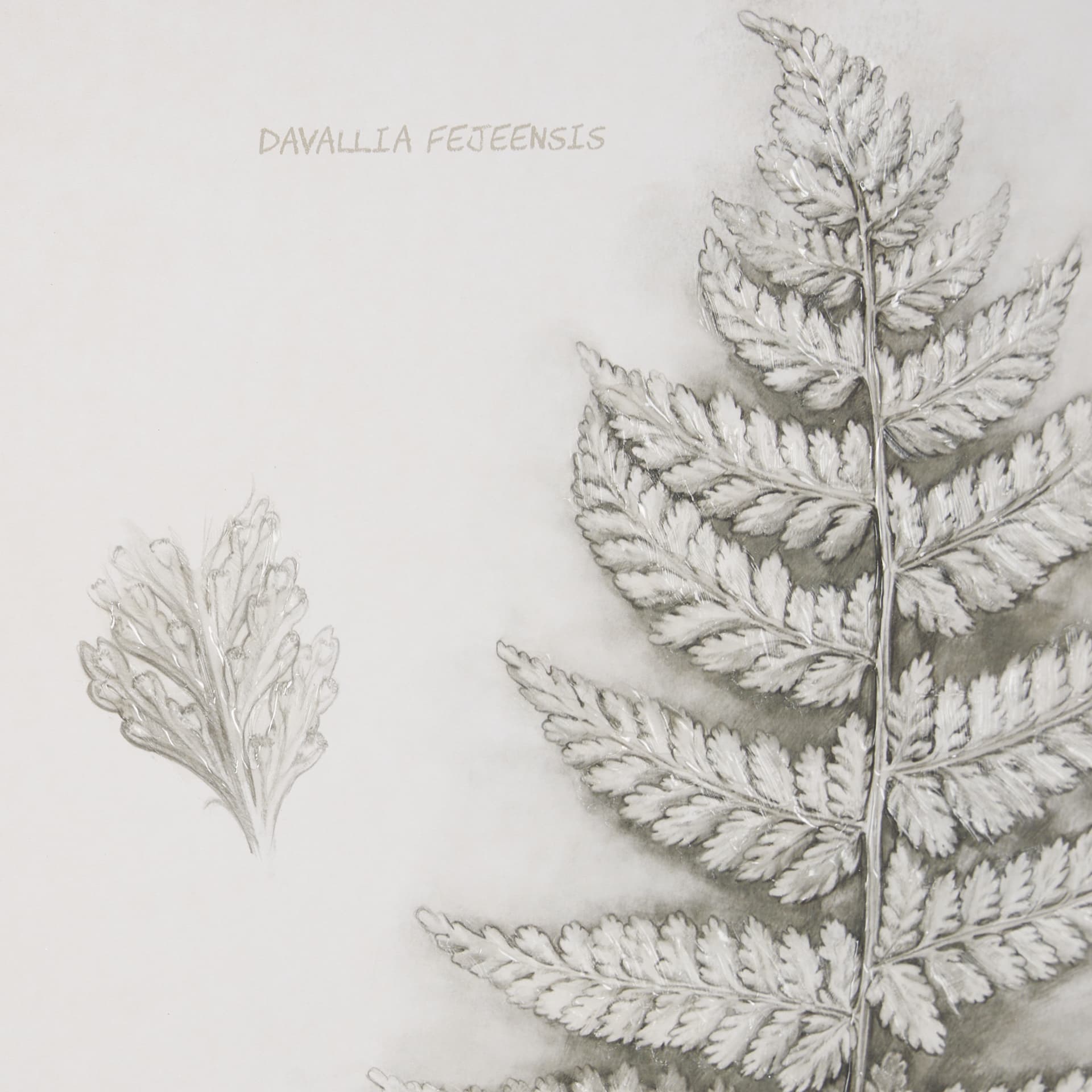 Fern Study II by Mercana Studio Hand Embelished Framed Art Print Matted under Glass — product photograph