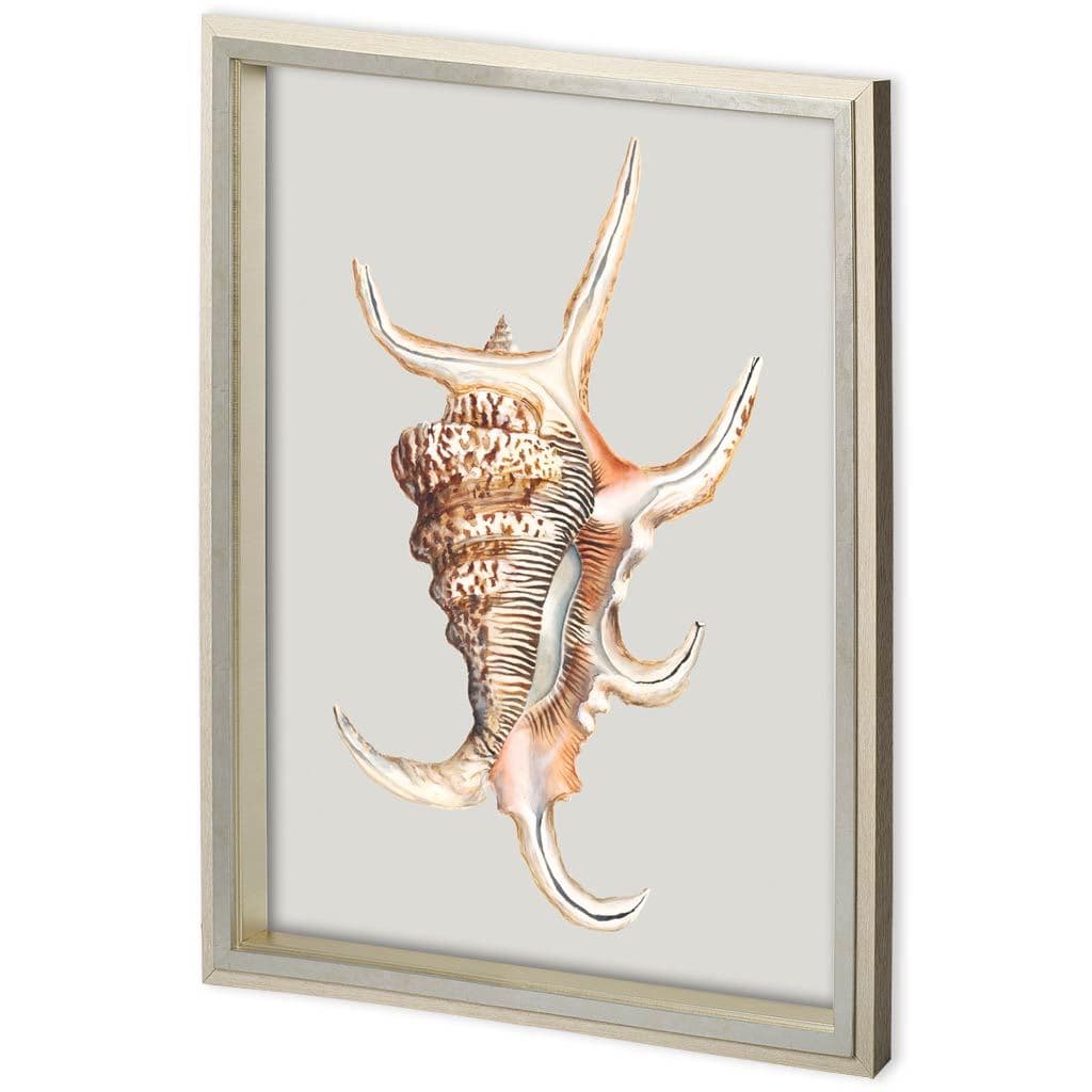 Custom Spider Conch by Maleki, Ferdos a Framed Art Print Matted under Glass — product photograph