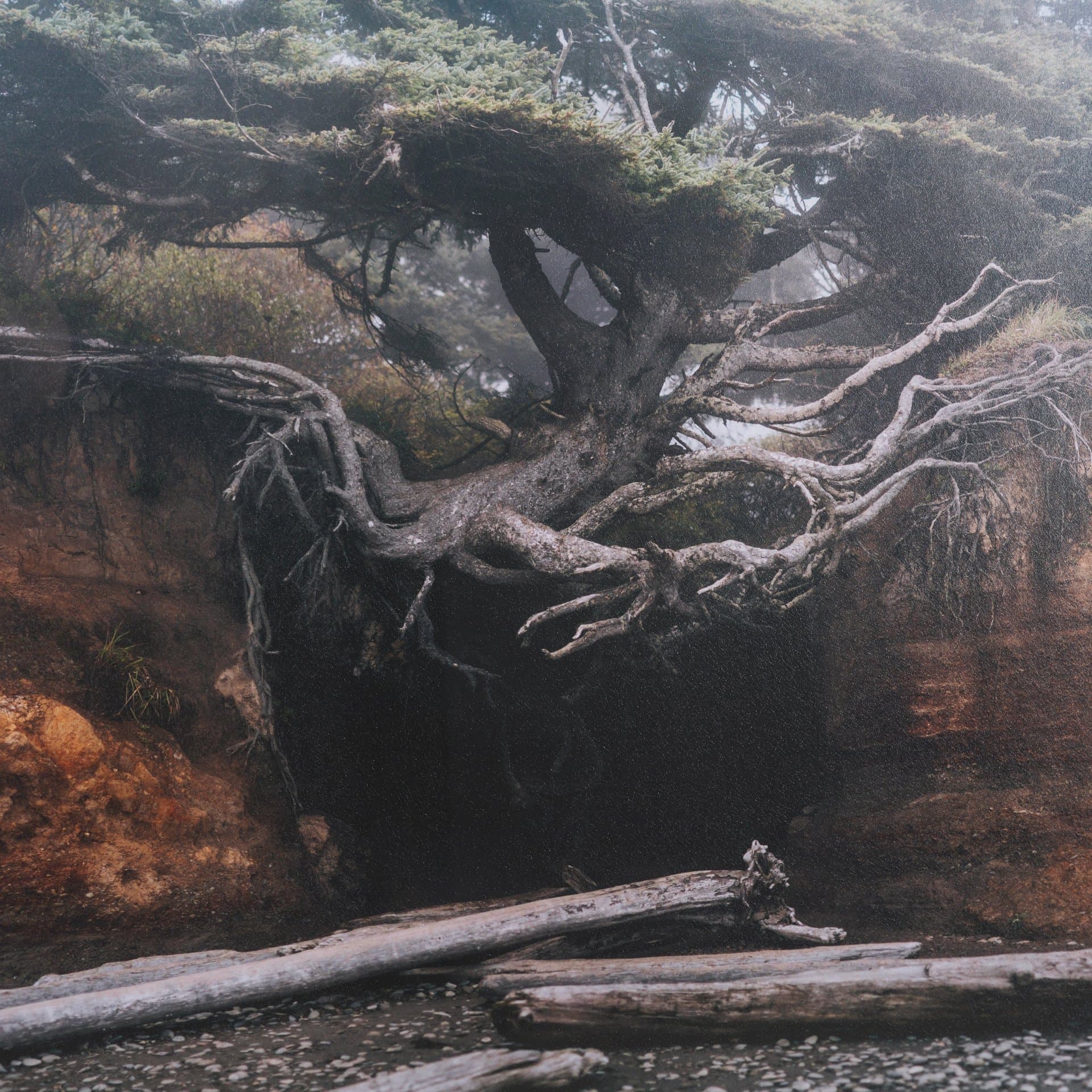 Tree of Life by Stefan and Audrey Textured Framed Photo Print Matted under Glass — product photograph
