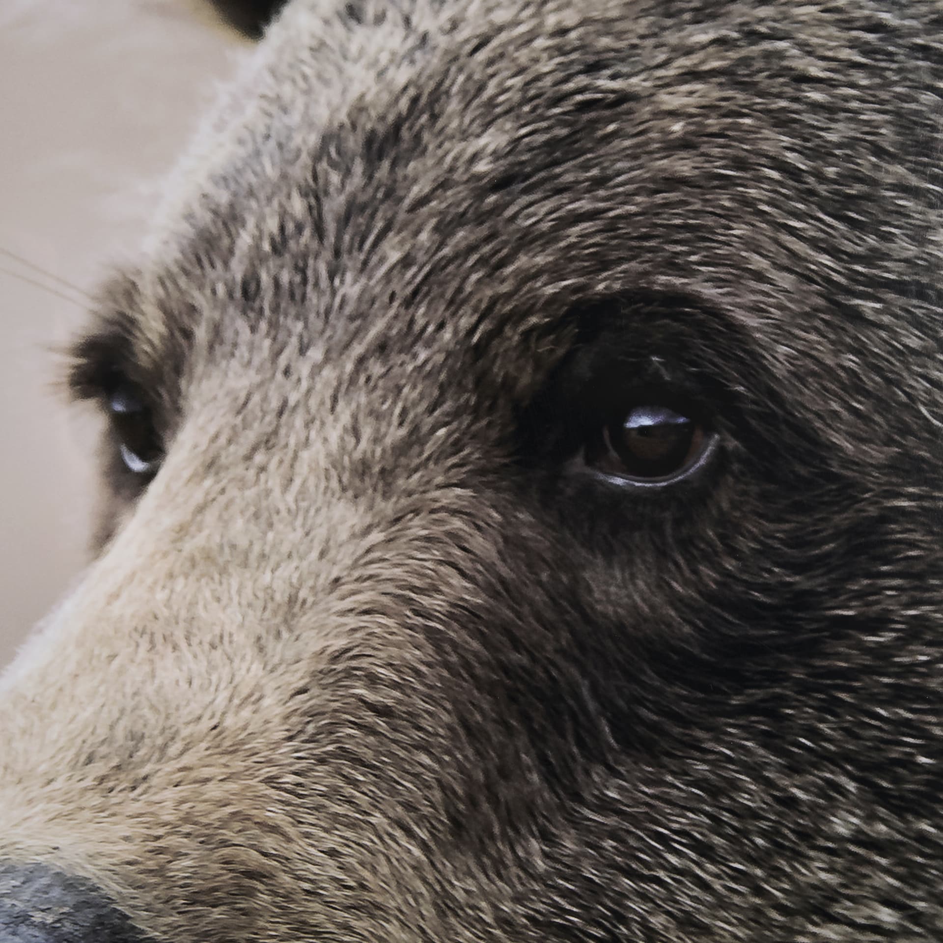 Bear Focus - Hush by Wink Gaines a Hand Embelished Textured Framed Art Photo Matted under Glass — product photograph