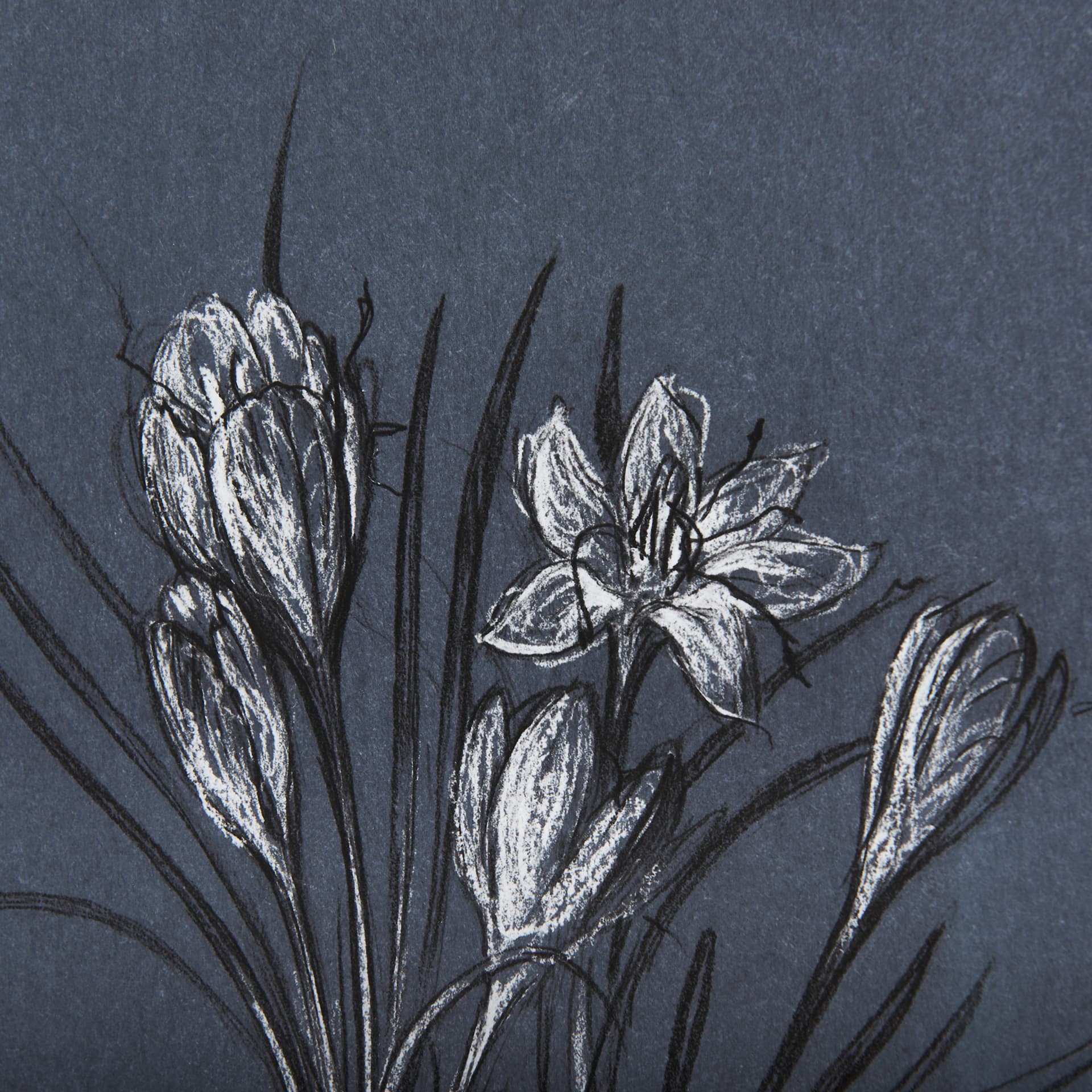 Botanical sketches V (Blue) by Mercana Studio Hand Embellished Framed Art Print Matted under Glass — product photograph