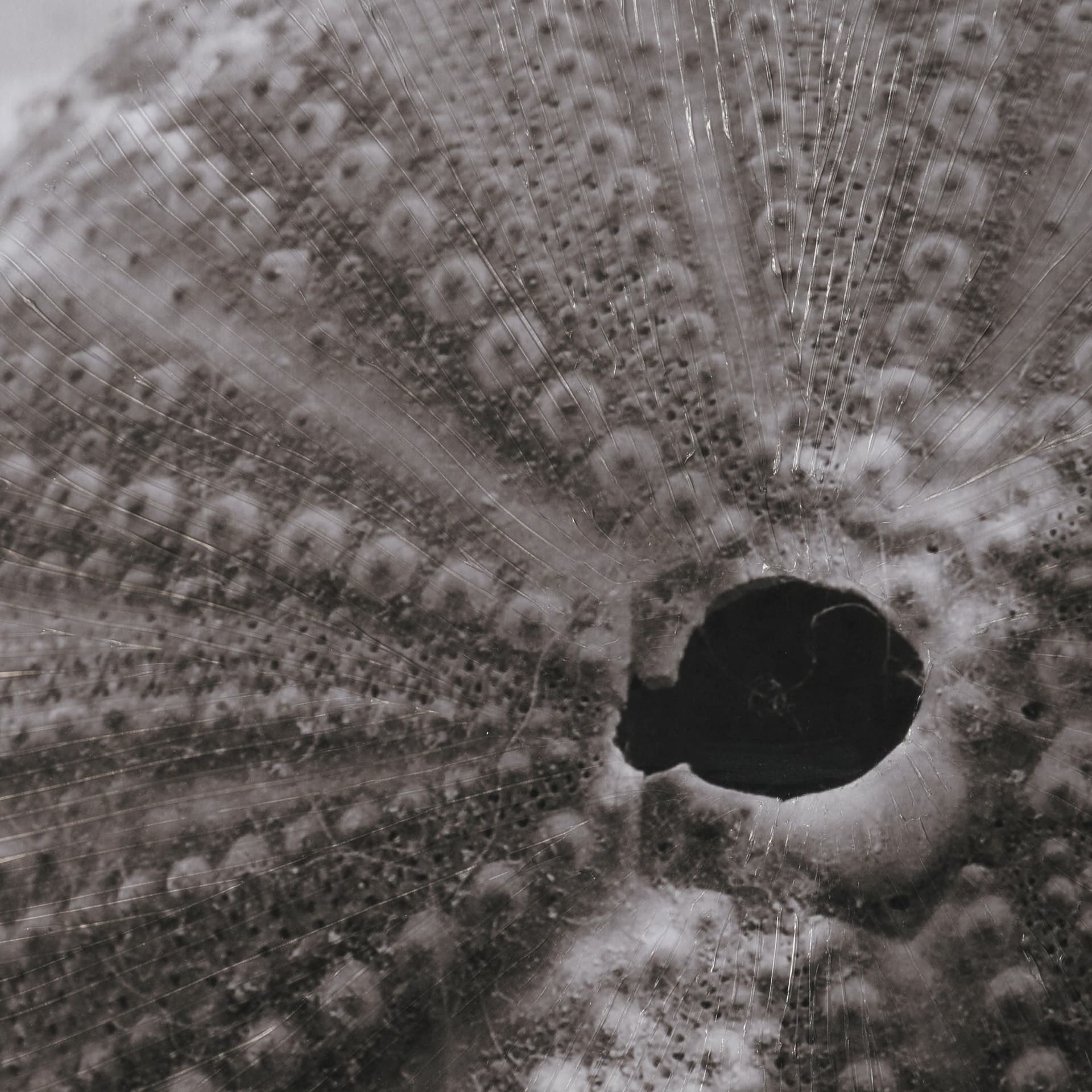 Urchins in Lace I by Deborah Revell a Hand Embellished Framed Print under Glass — product photograph