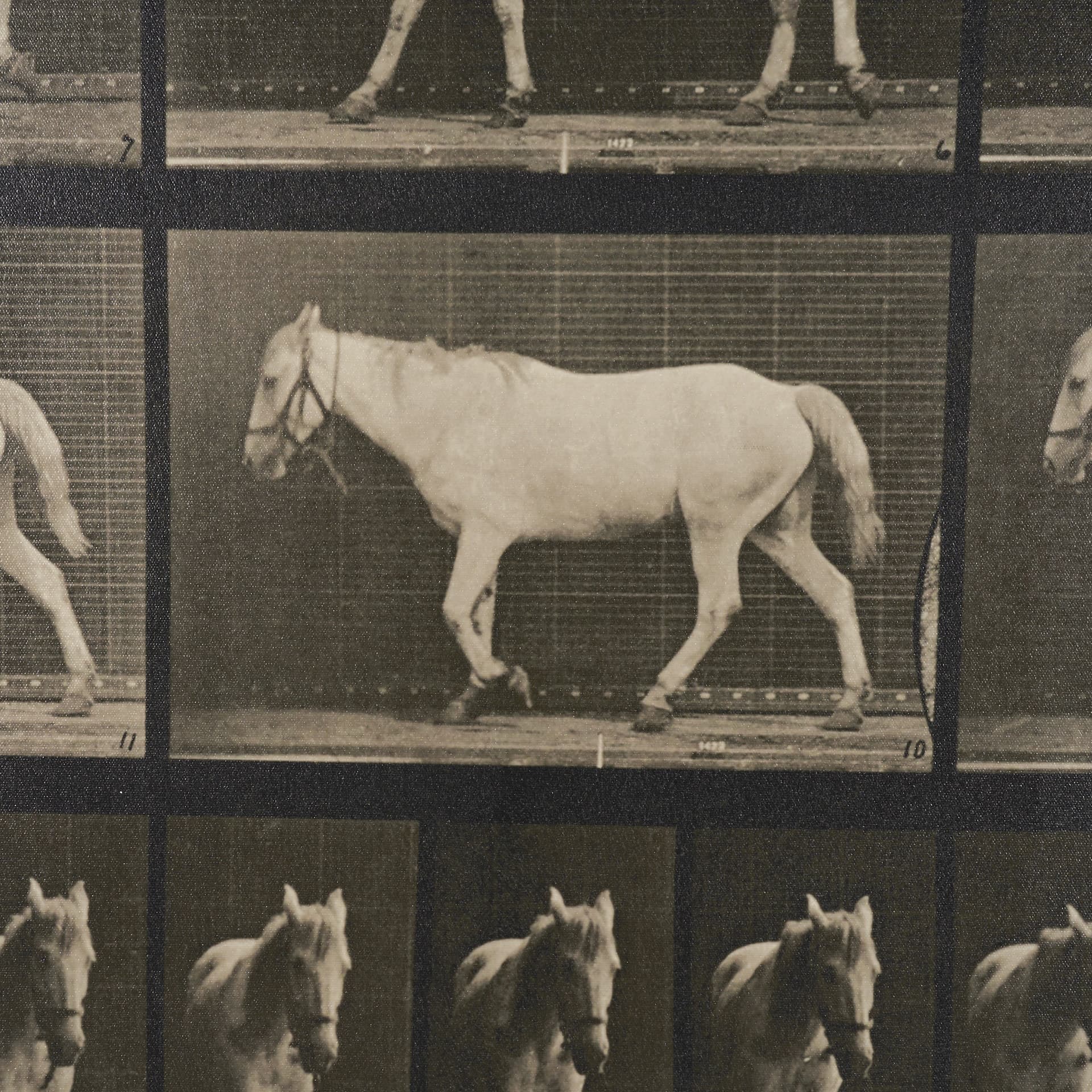 Walking Free by Eadweard Muybridge Textured Framed CanvasPhoto Print — product photograph