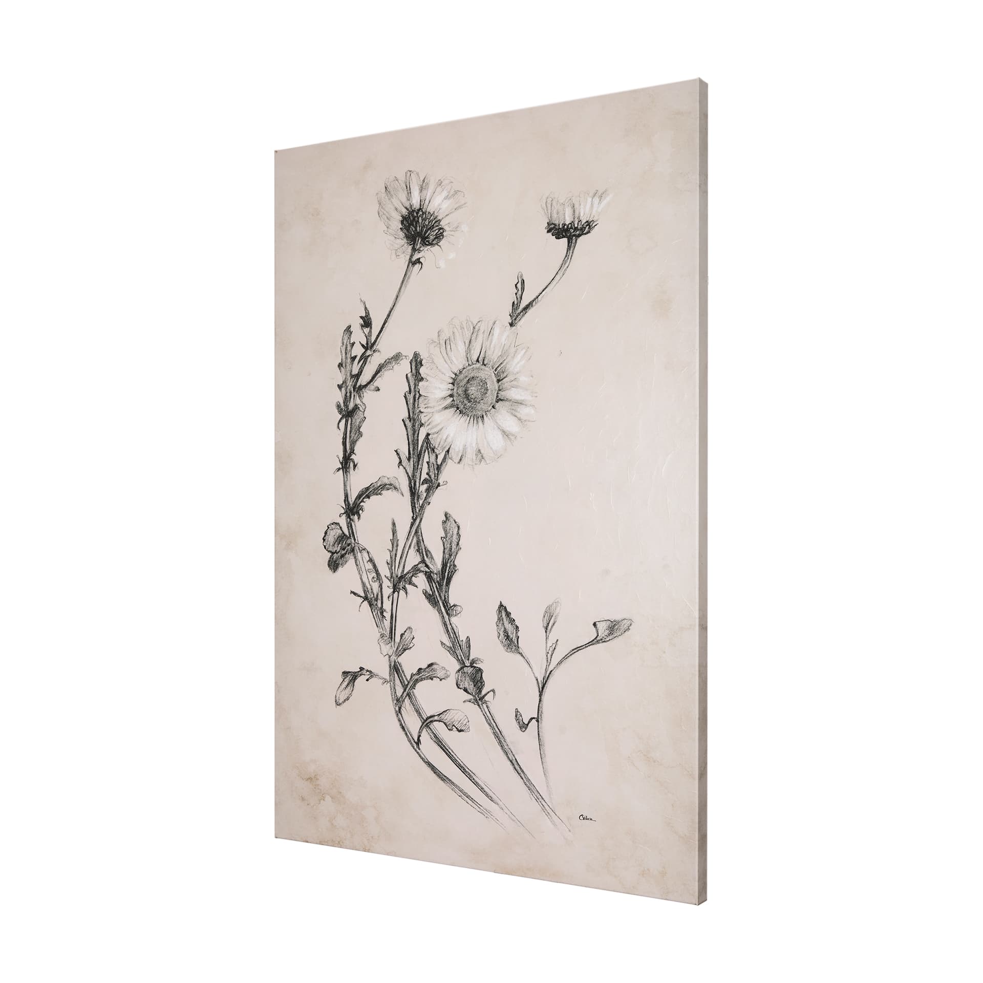 Chamomile Drawing I by Mercana Studio a Hand Embellished Textured Canvas — product photograph