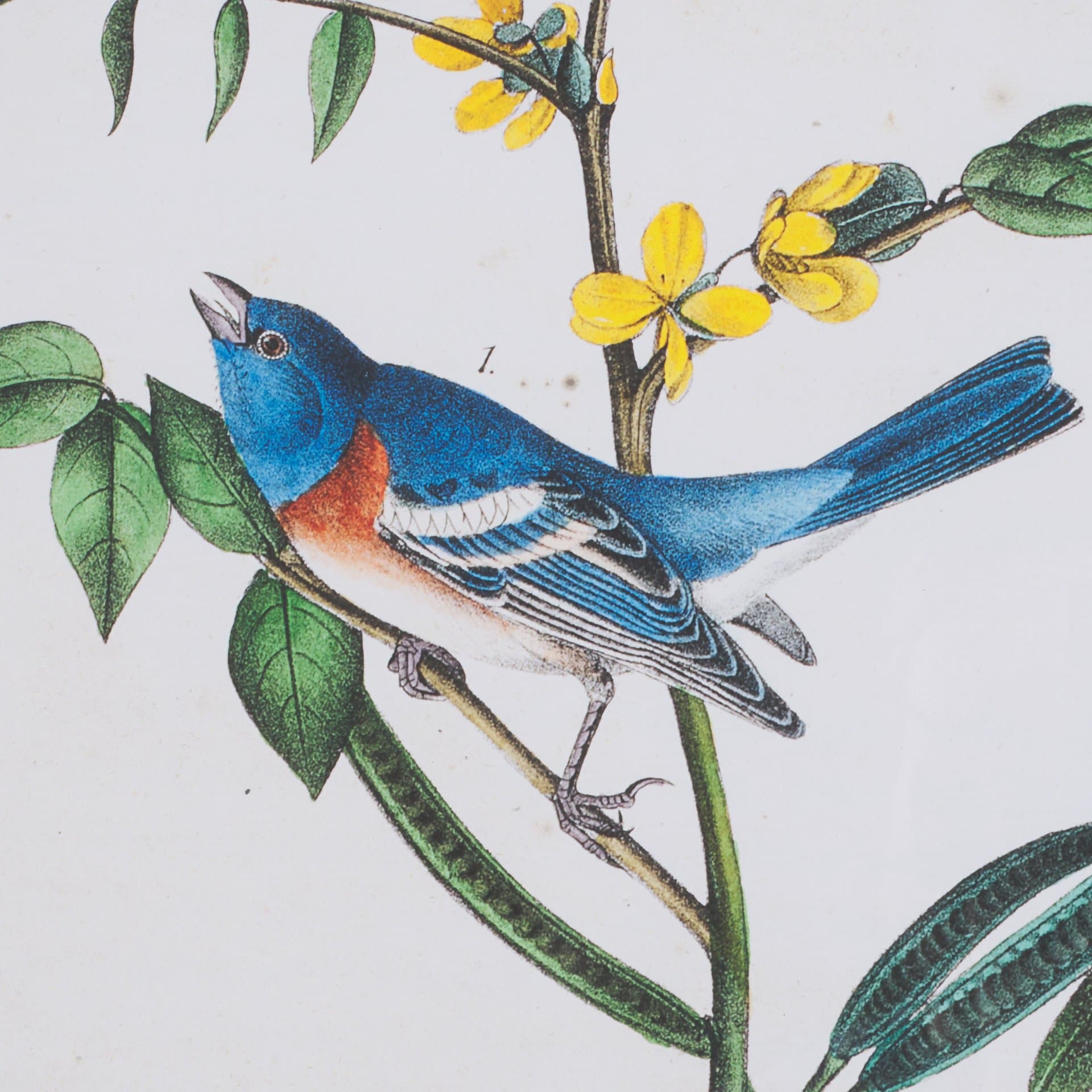 Delicate Bird and Botanical IV by John James Audubon a Framed Art Print Matted under Glass — product photograph