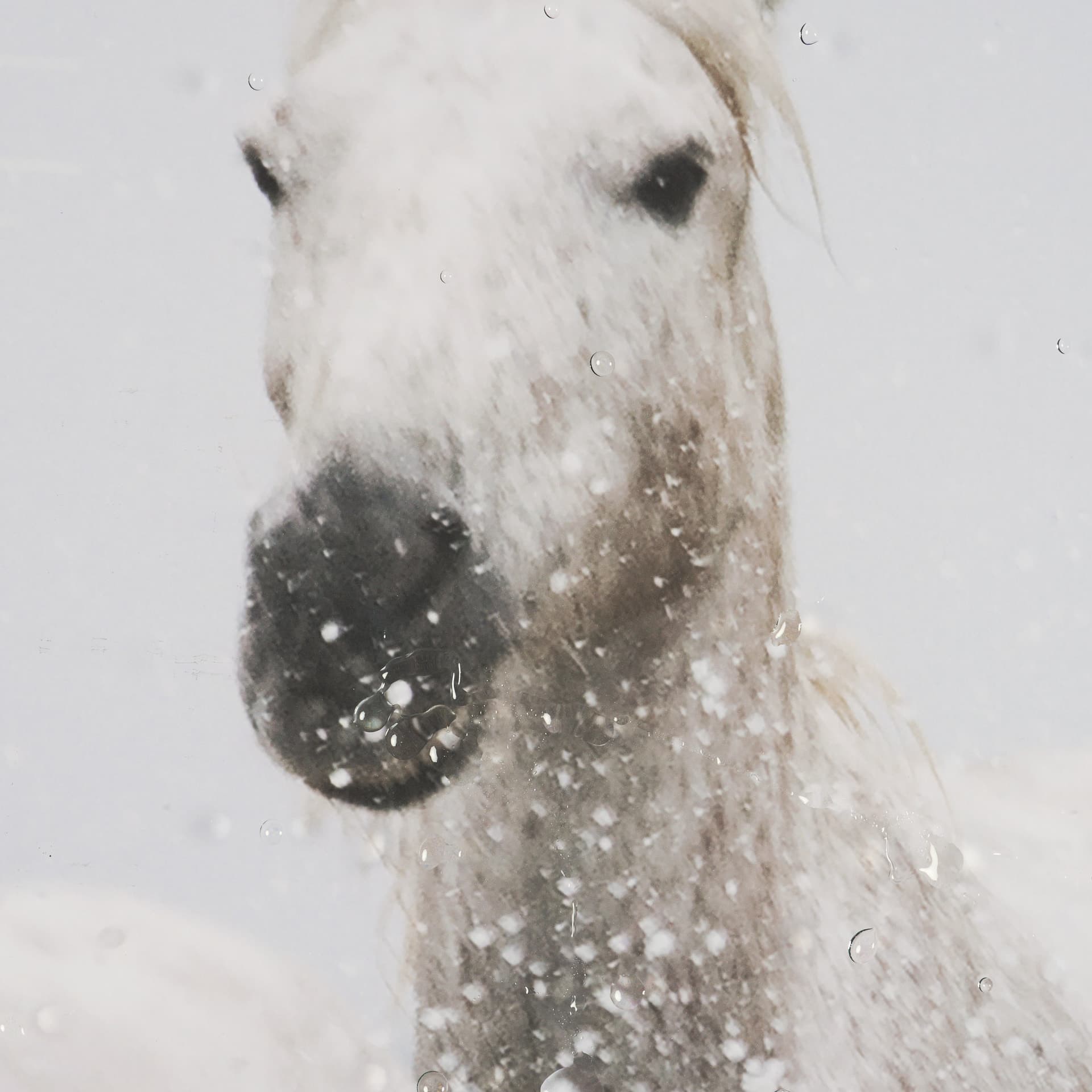 Determination Horse(Set of 2) by Irene Sucocki a Hand Embellished Framed Art Photo Print under Glass — product photograph