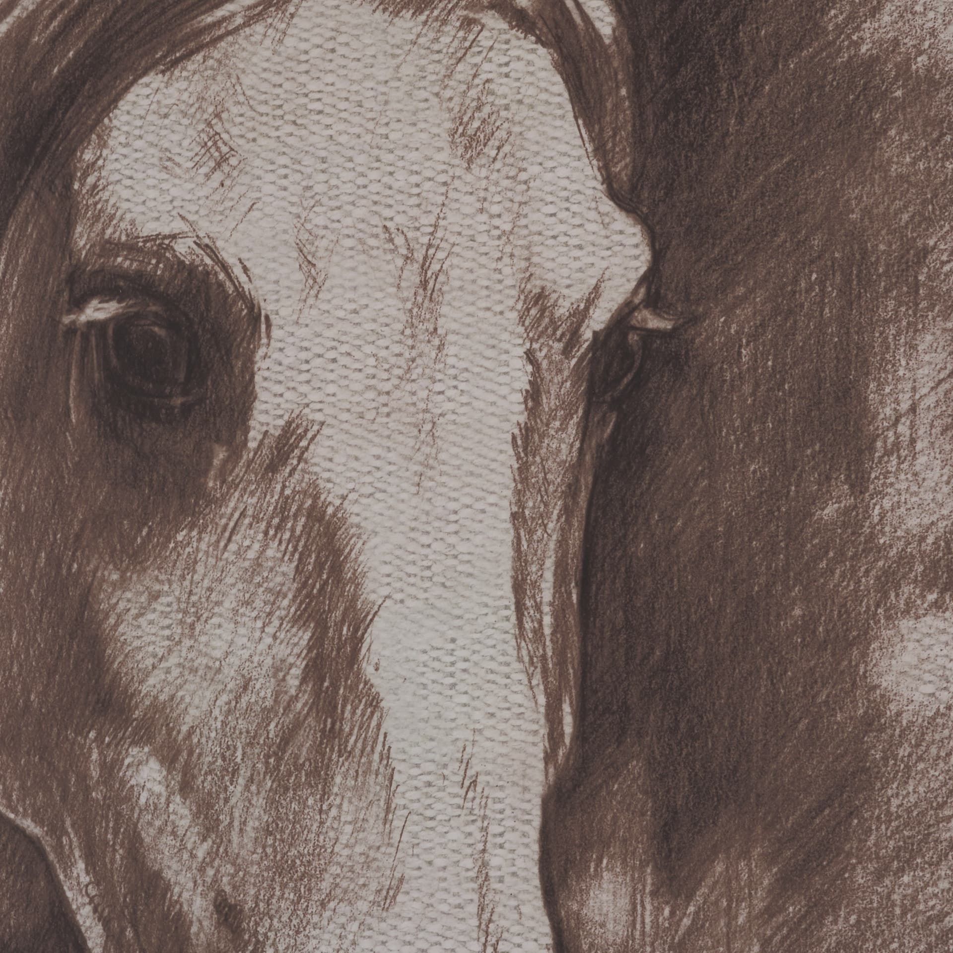 Portrait of a Thoroughbred I by Mercana Studio a Framed Art Print Matted under Glass — product photograph