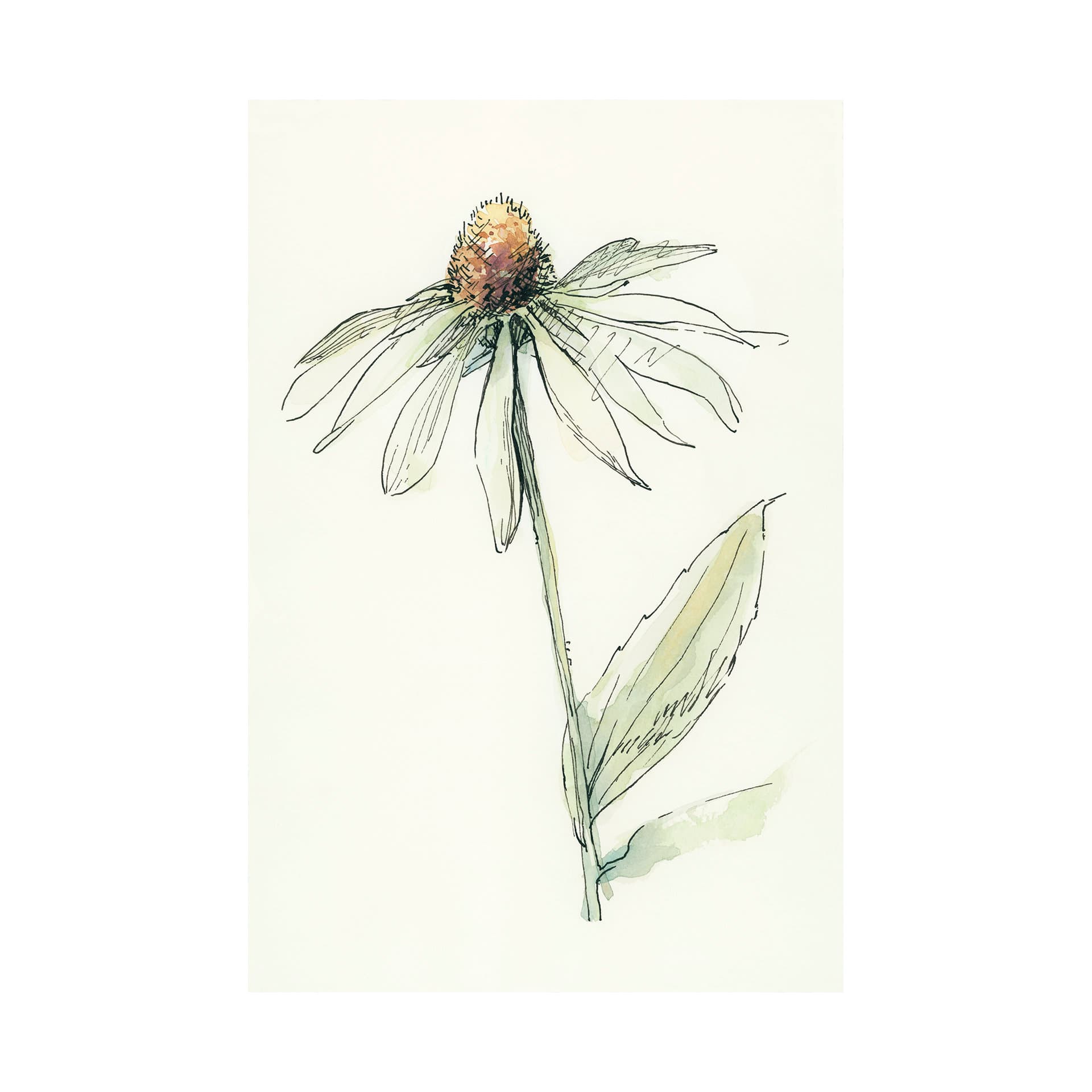 Echinacea II by Mercana Studio a Hand Embellished Textured Canvas — product photograph