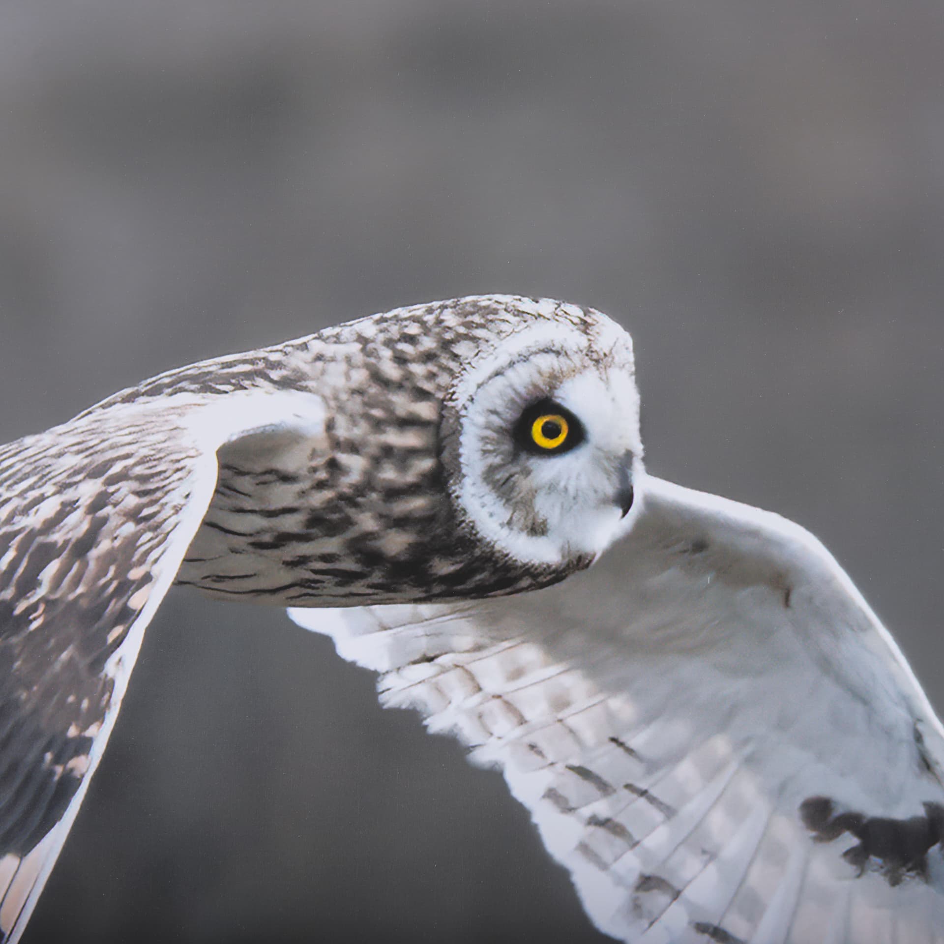 Owl in Flight by Chad Mackay a Framed Photo Art Print Matted under Glass — product photograph