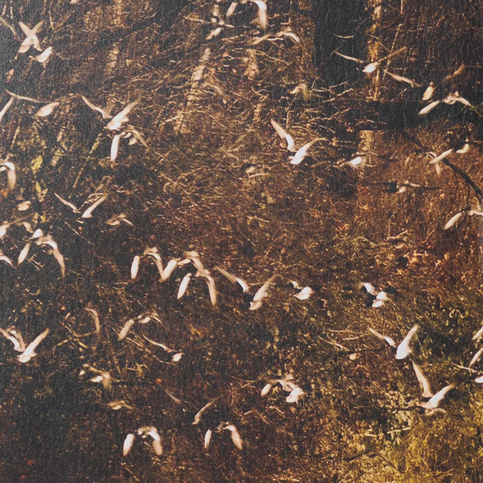 Gilded Flight by Chad Mackay Textured Framed Photo Print Matted under Glass (Set of 2) — product photograph