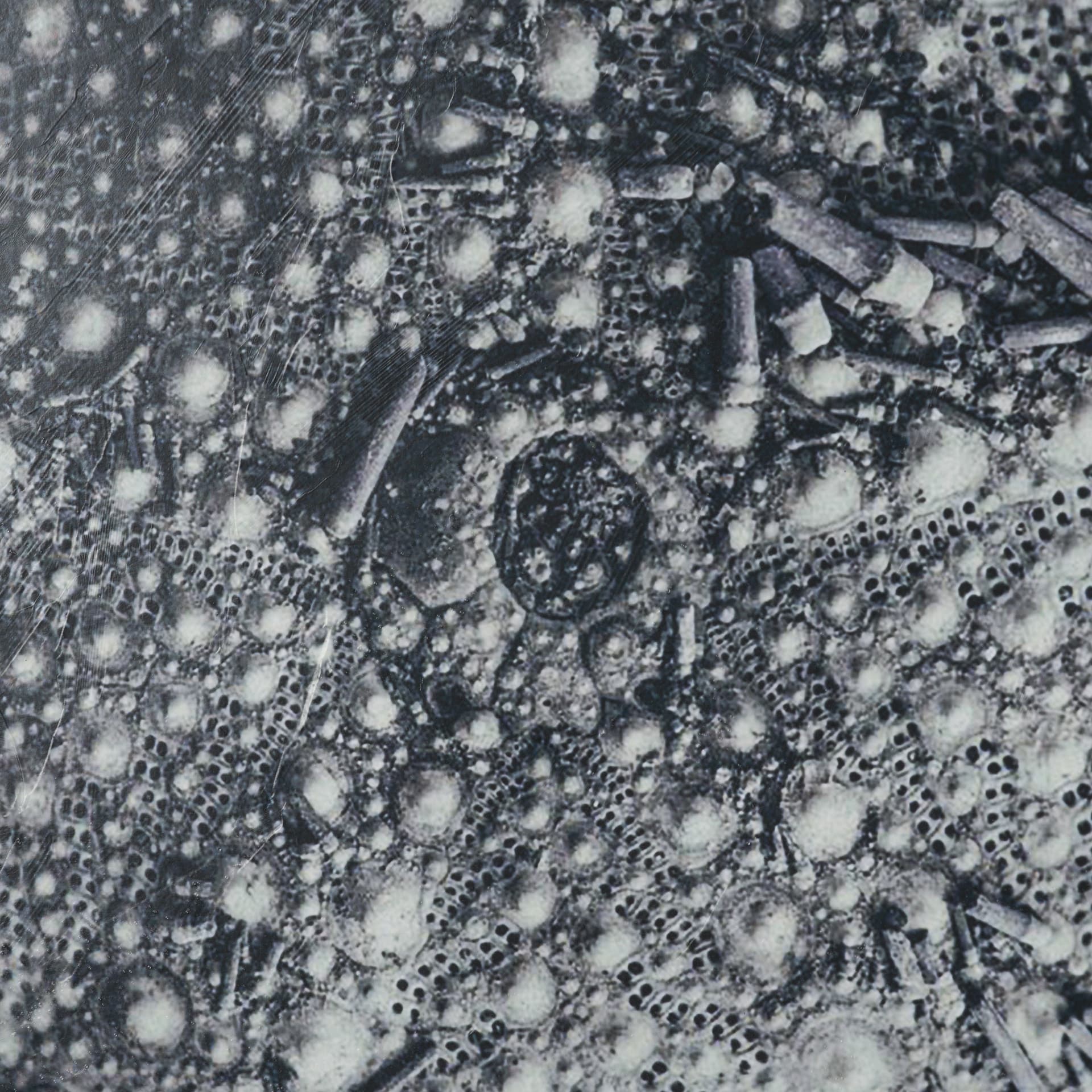Urchin Still Life II by Nathan Larson a Hand Embellished Framed Photo Art Print Matted under Glass — product photograph