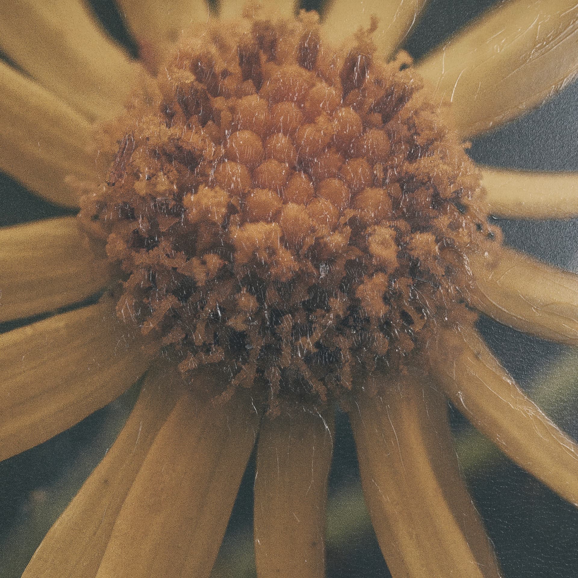 Wild Blooms II by Nathan Larson a Hand Embellished Framed Photo Art Print Matted under Glass — product photograph