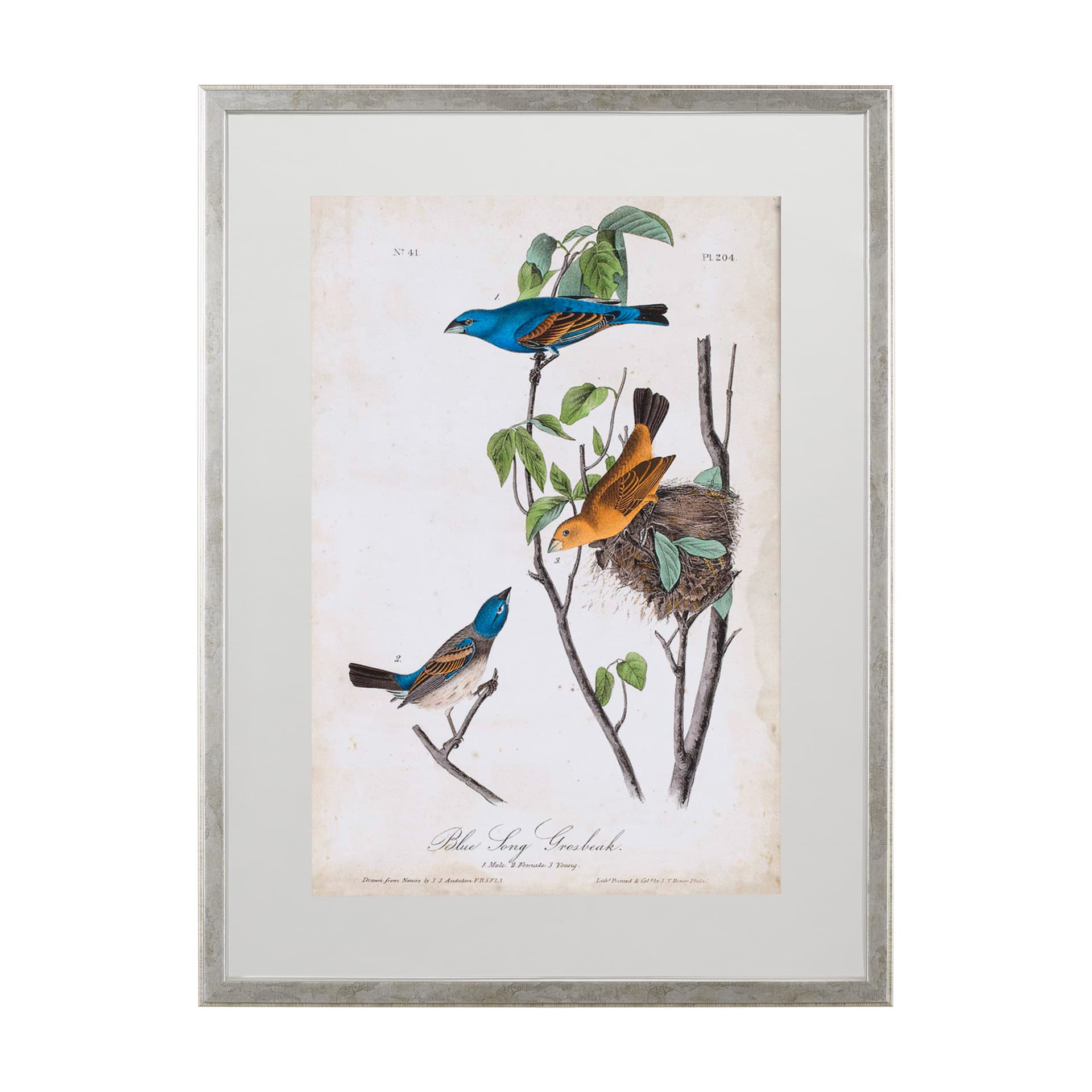 Custom Blue Song Grosbeak (MC) by Audubon a Framed Art Print Matted under Glass — product photograph