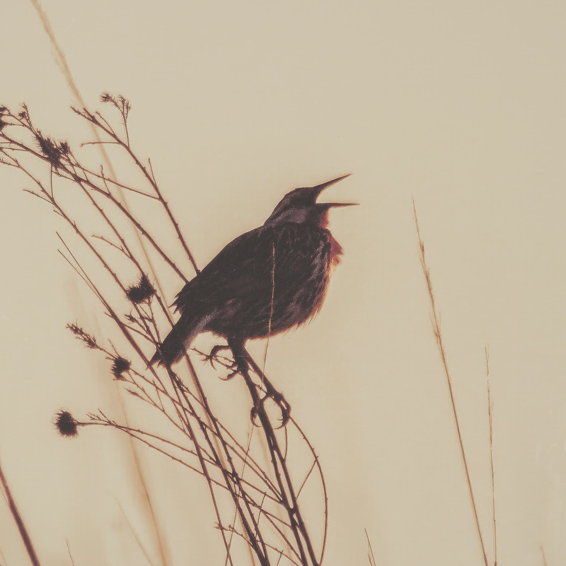 Meadowlark Call Antique by Nathan Larson FramedPhoto Matted under Glass — product photograph