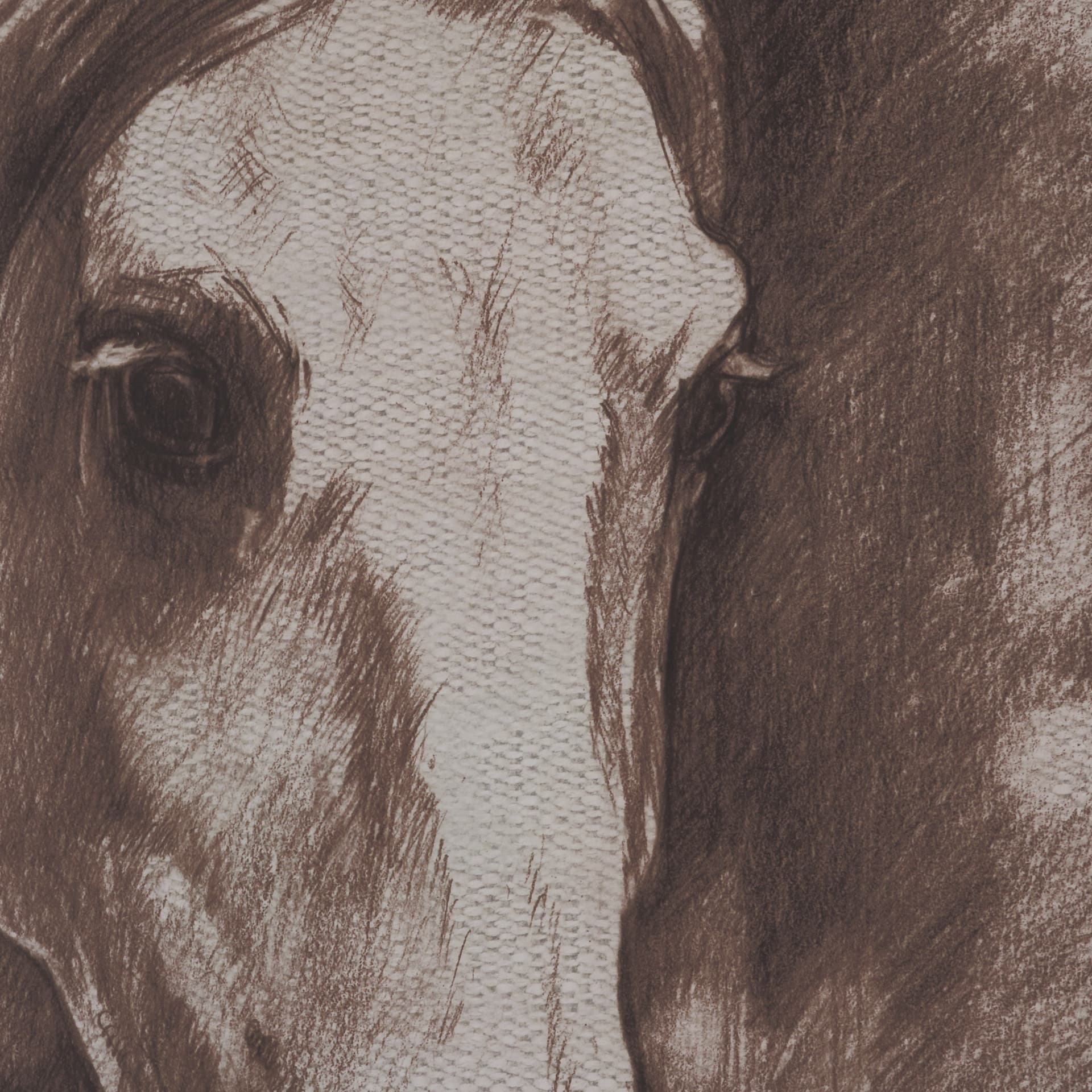 Portrait of a Thoroughbred II by Mercana Studio a Framed Art Print Matted under Glass — product photograph