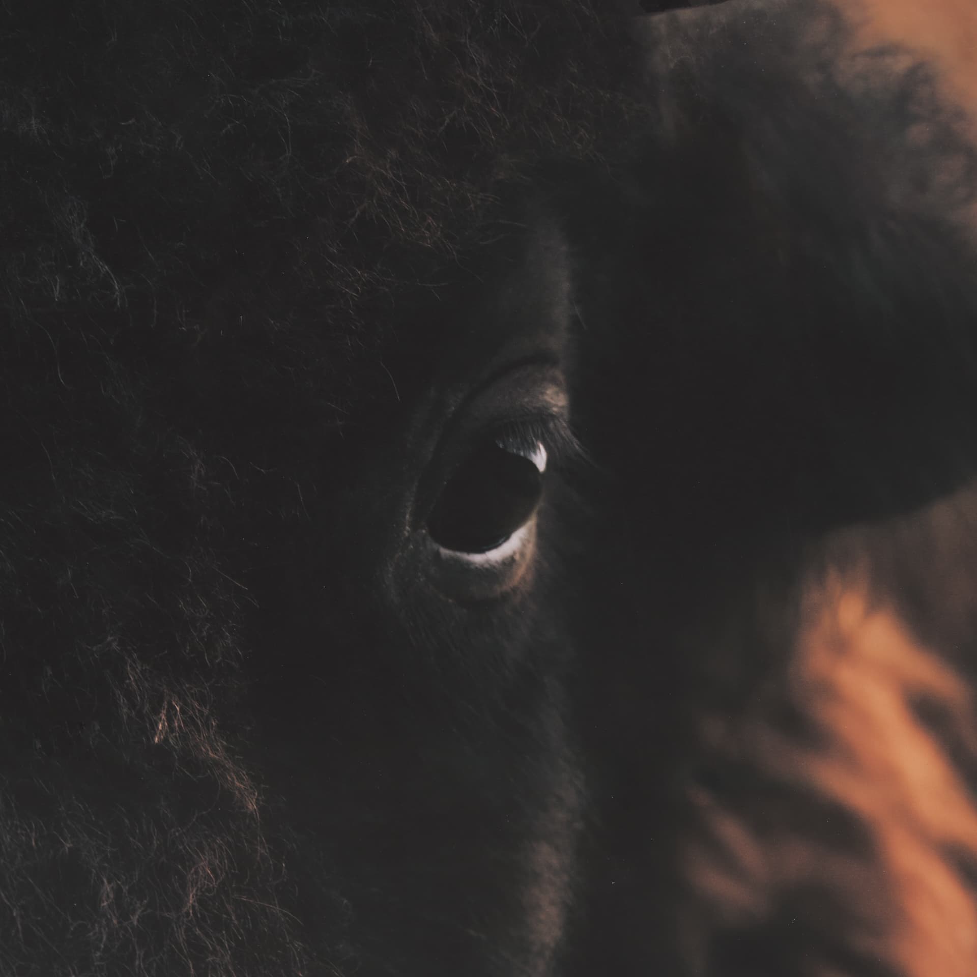 Stare Down by Chad Mackay a Hand Embelished Textured Framed Photo Art Print Matted under Glass — product photograph