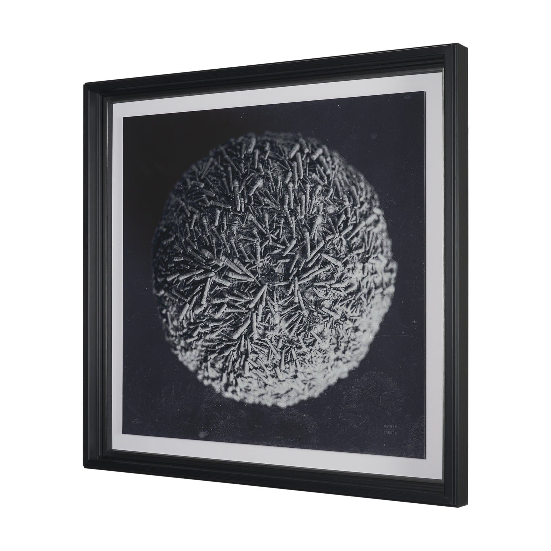 Urchin Still Life IV by Nathan Larson a Hand Embellished Framed Photo Art Print Matted under Glass — product photograph
