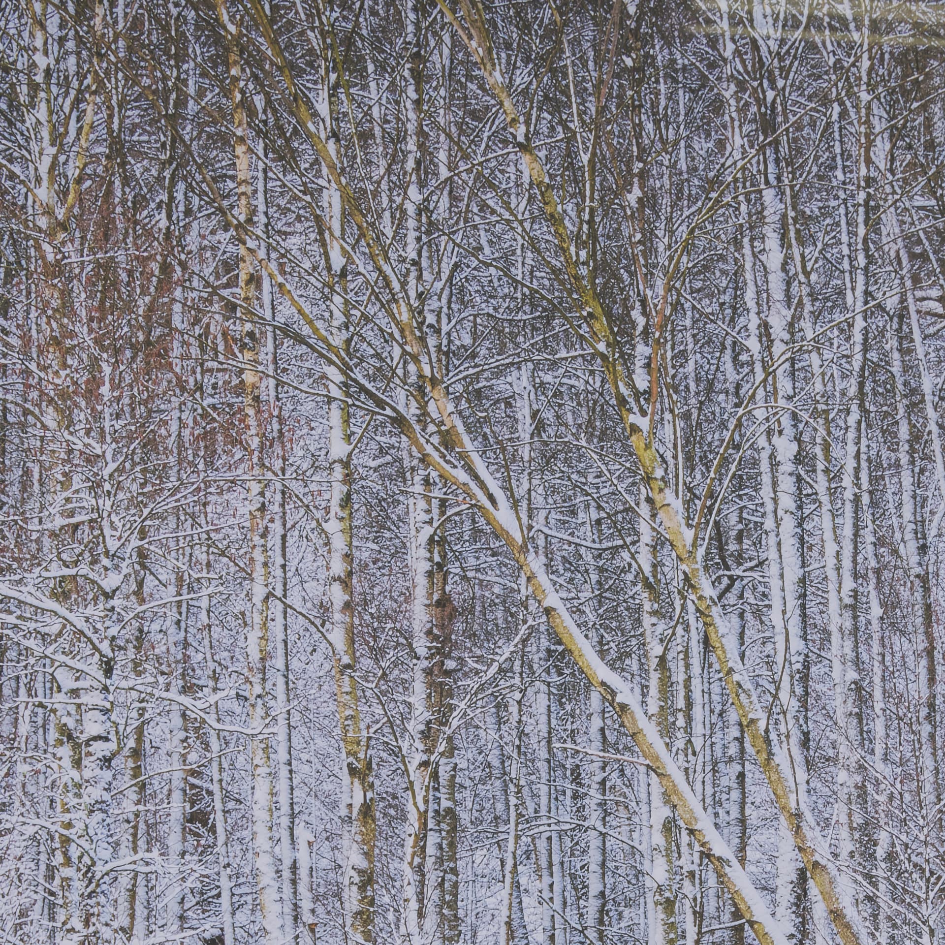 Riverside Reflection - Forest by Mikael Svensson a Framed Photo Art Print Matted under Glass — product photograph