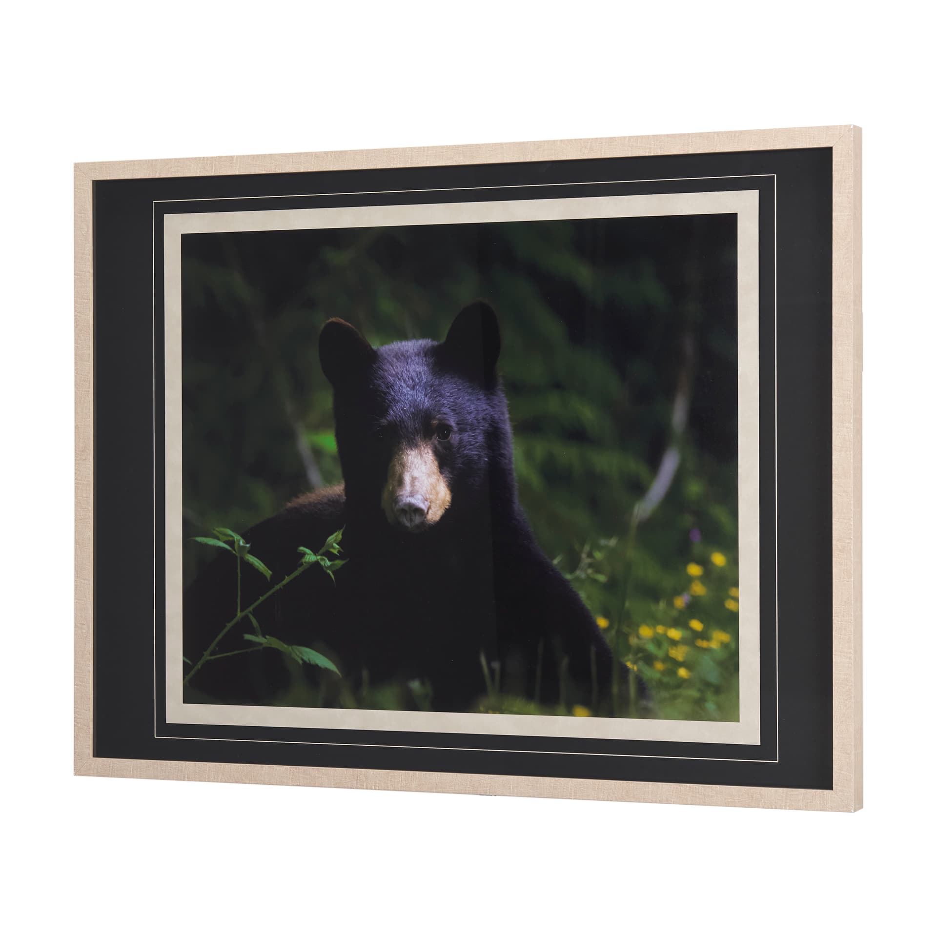 Bear by Chad Mackay a Framed Photo Art Print Matted under Glass — product photograph