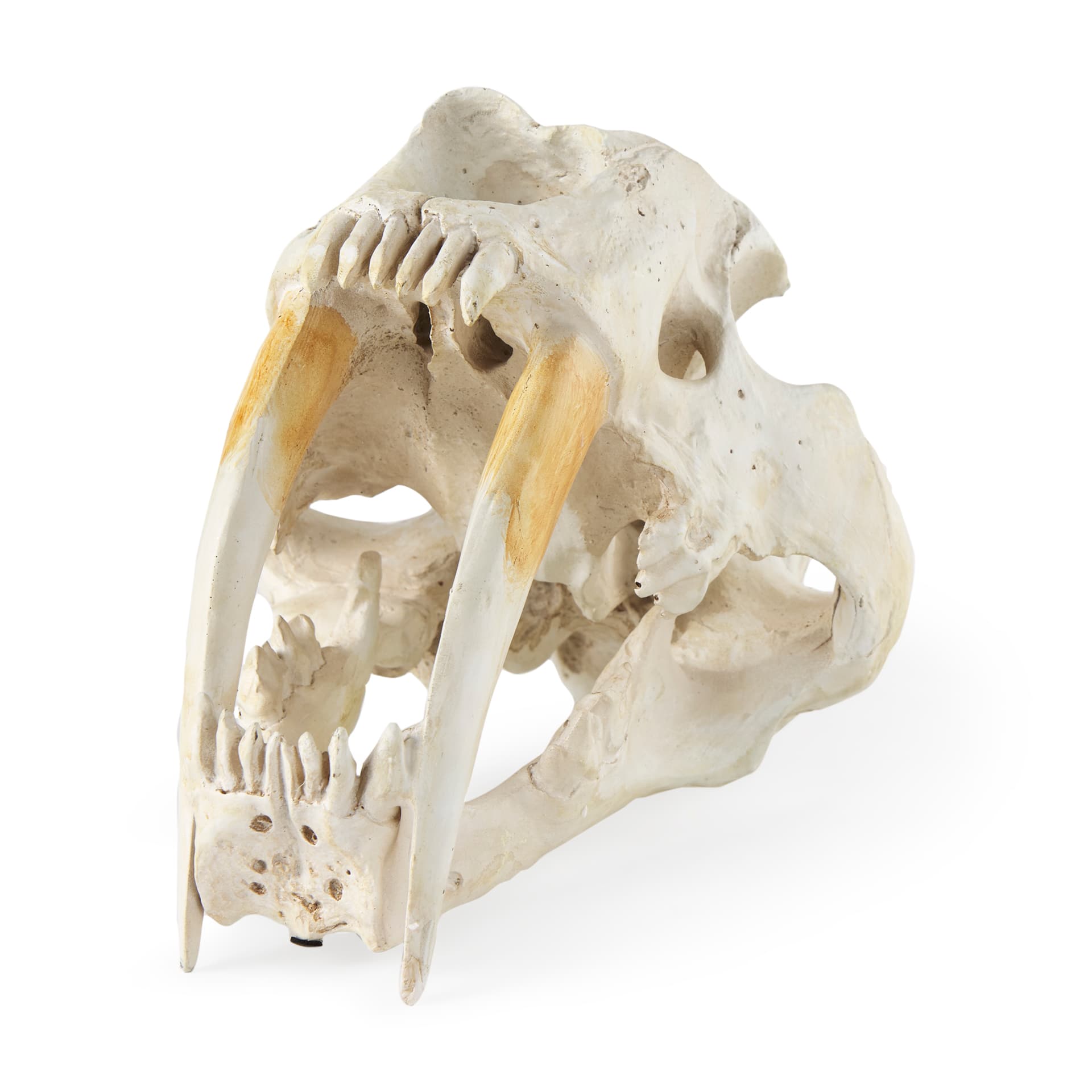Fozzil 9L x 9W Resin Sabretooth Skull Replica — product photograph