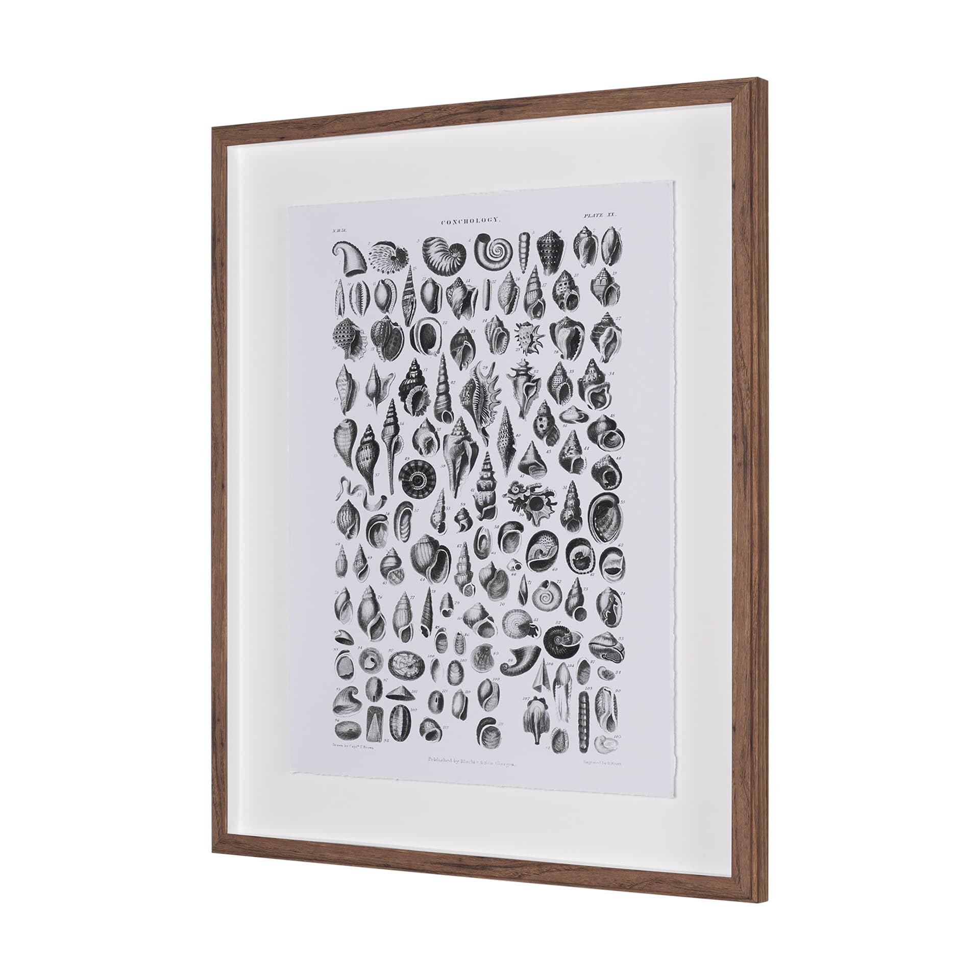Sealife III by Oliver Goldsmith a Hand Embellished Framed Art Print Matted under Glass — product photograph