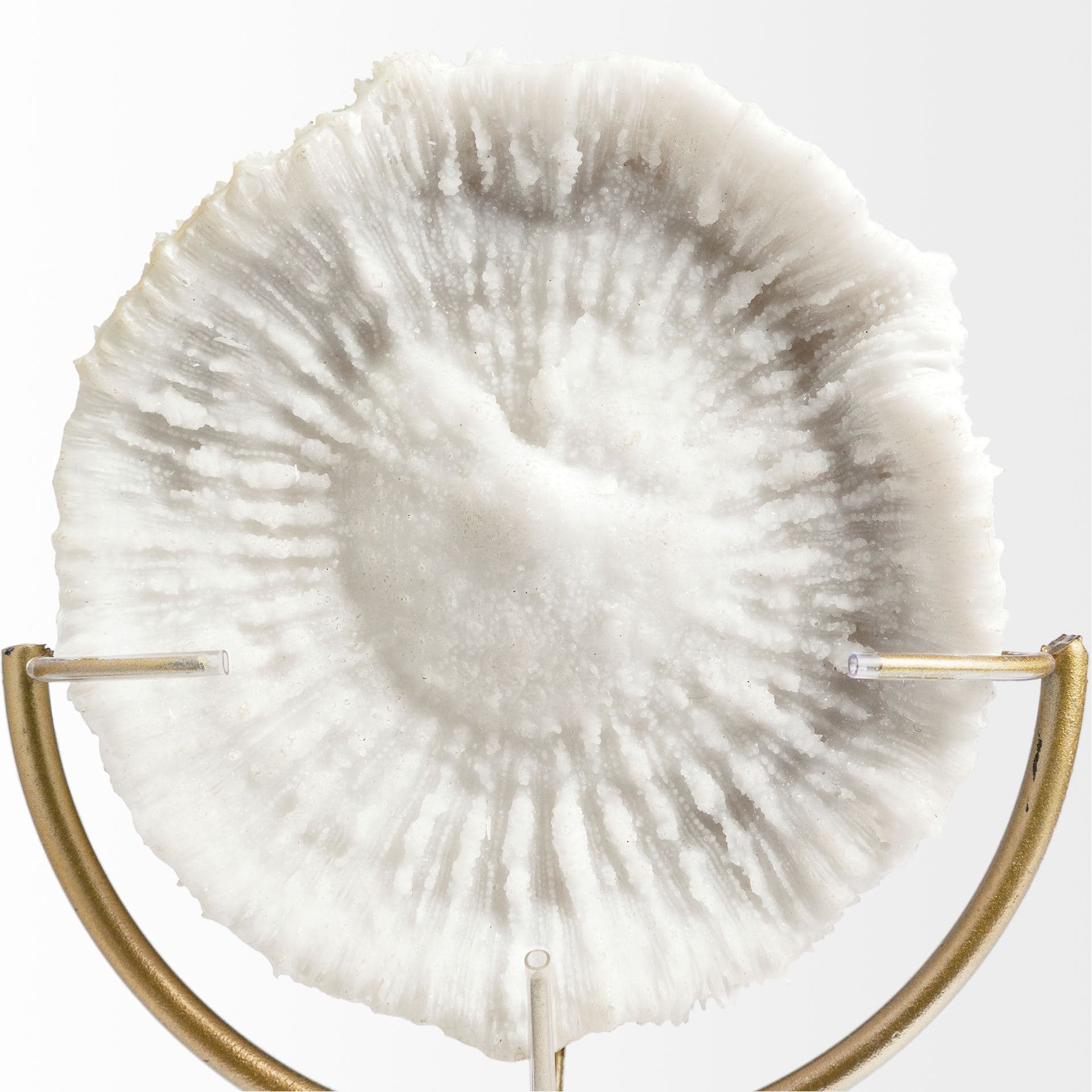 Sandy III (Large) 8L x 4W White Coastal Sand Dollar Object — product photograph