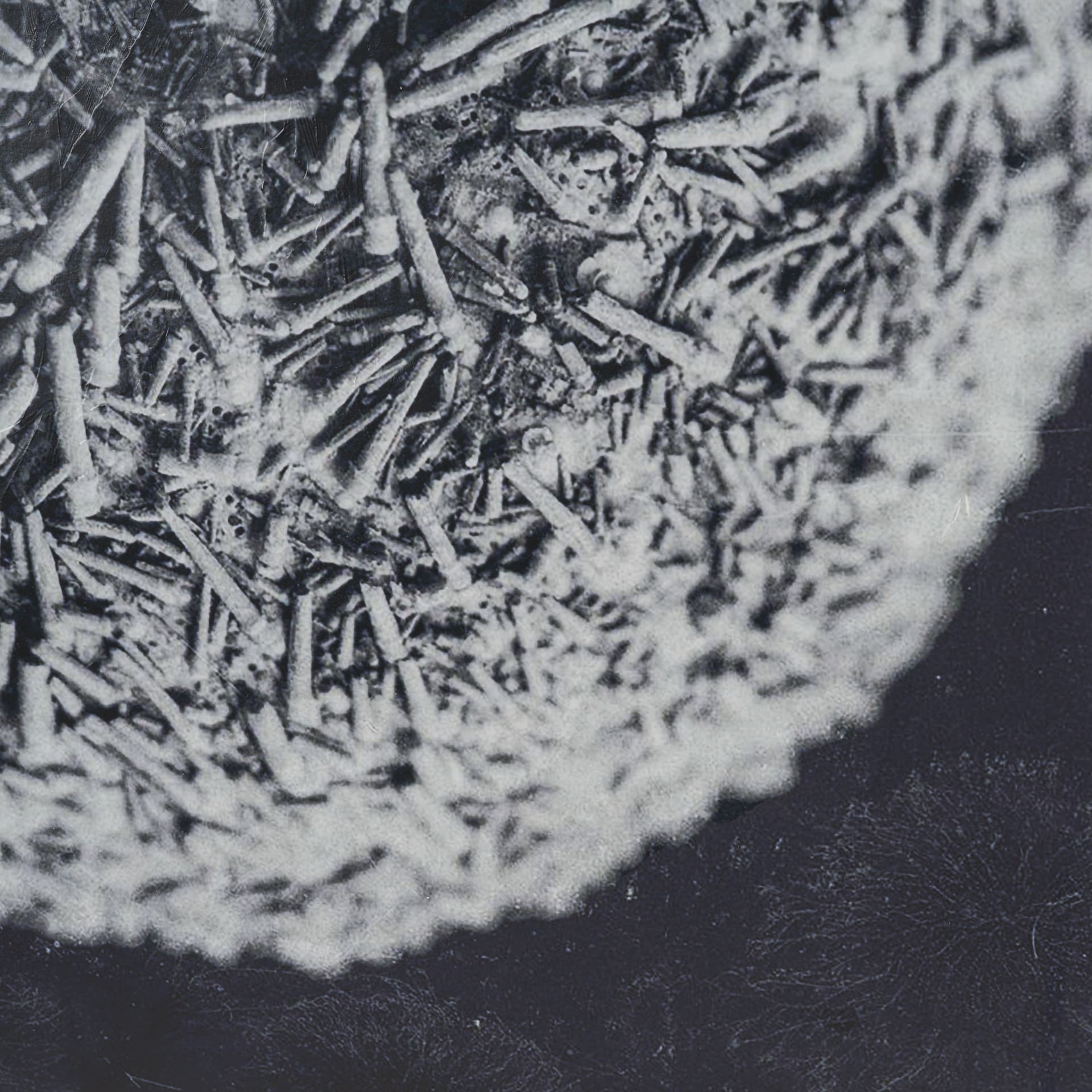 Urchin Still Life IV by Nathan Larson a Hand Embellished Framed Photo Art Print Matted under Glass — product photograph