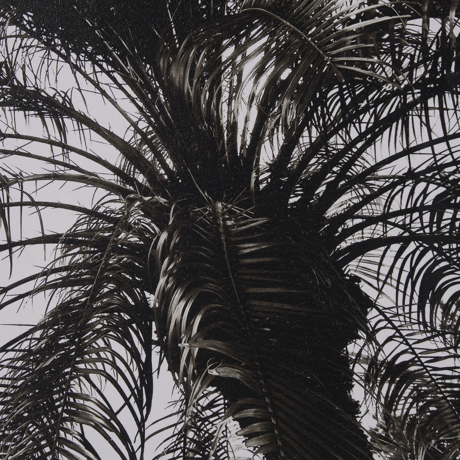Palm Tree Sepia II by Debra Van Swearingen a Hand Embellished Framed Photo Art Print Matted under G — product photograph