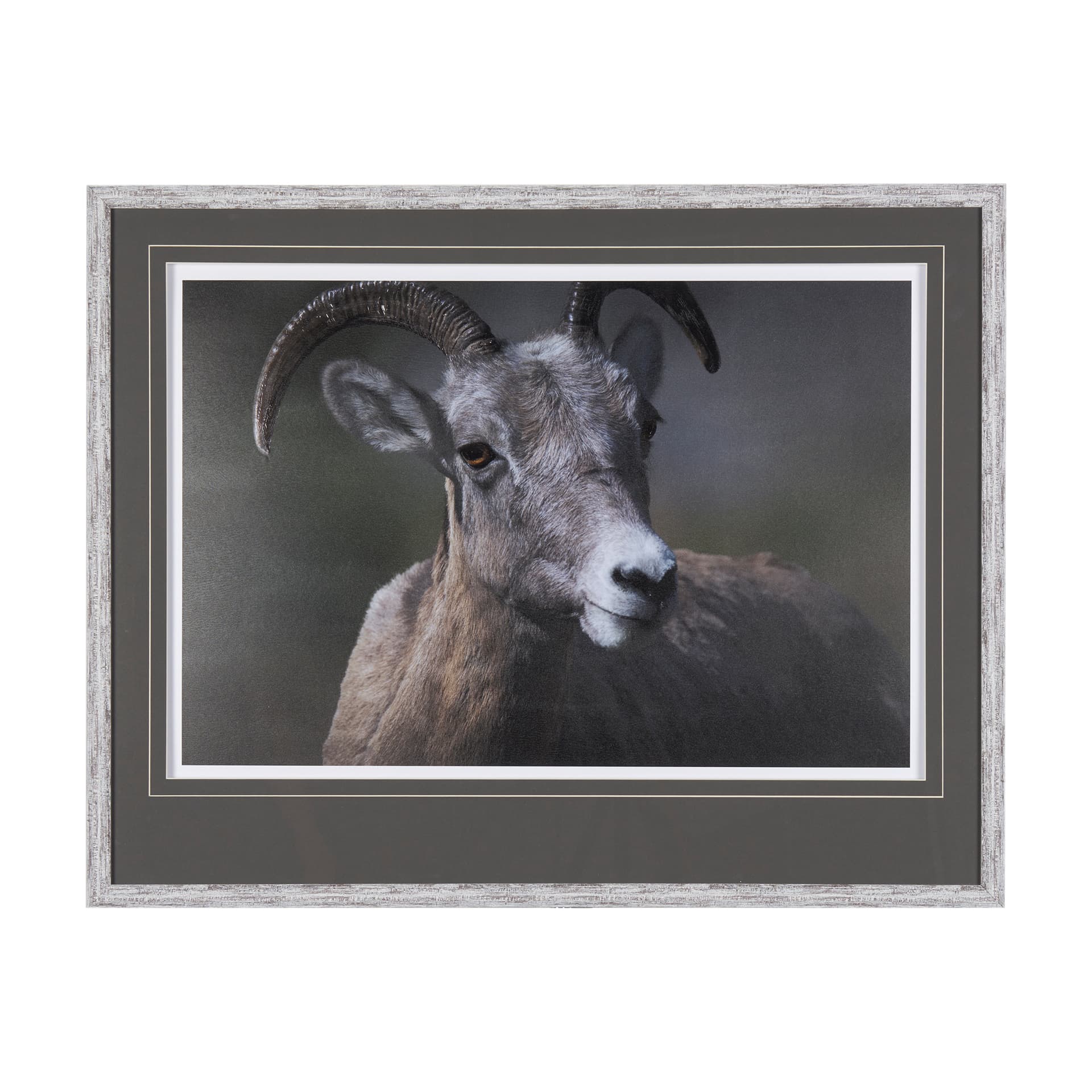 Big Horn Sheep by Chad Mackay a Hand Embellished Textured Framed Photo Art Print Matted under Glass — product photograph