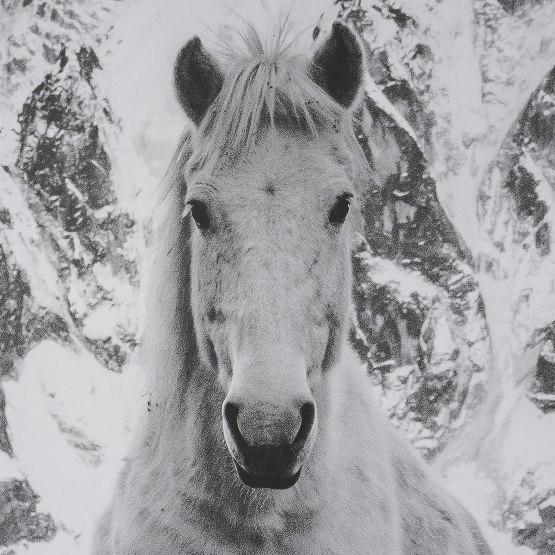 Majestic Mane - Snowscape by Matt Roseveare Framed Art Print Matted under Glass — product photograph