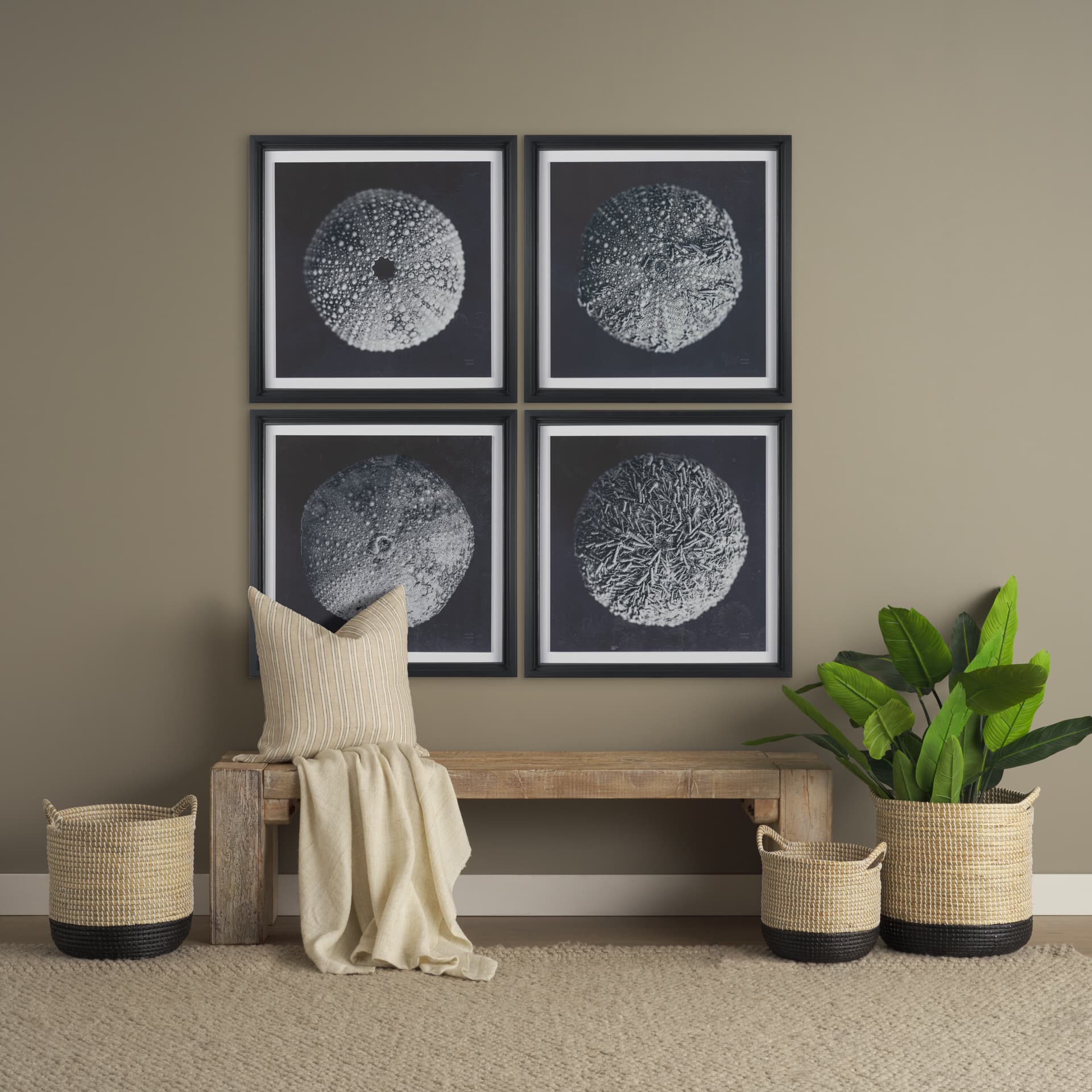 Urchin Still Life II by Nathan Larson a Hand Embellished Framed Photo Art Print Matted under Glass — in a styled room