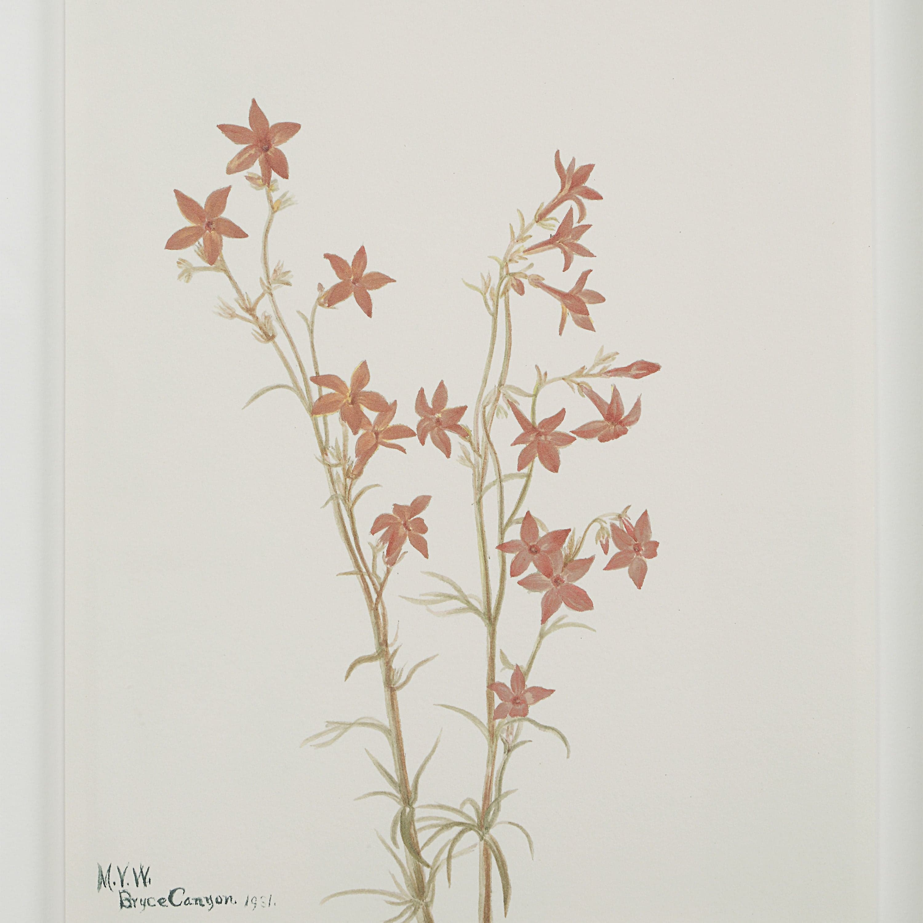 Crema — product photograph