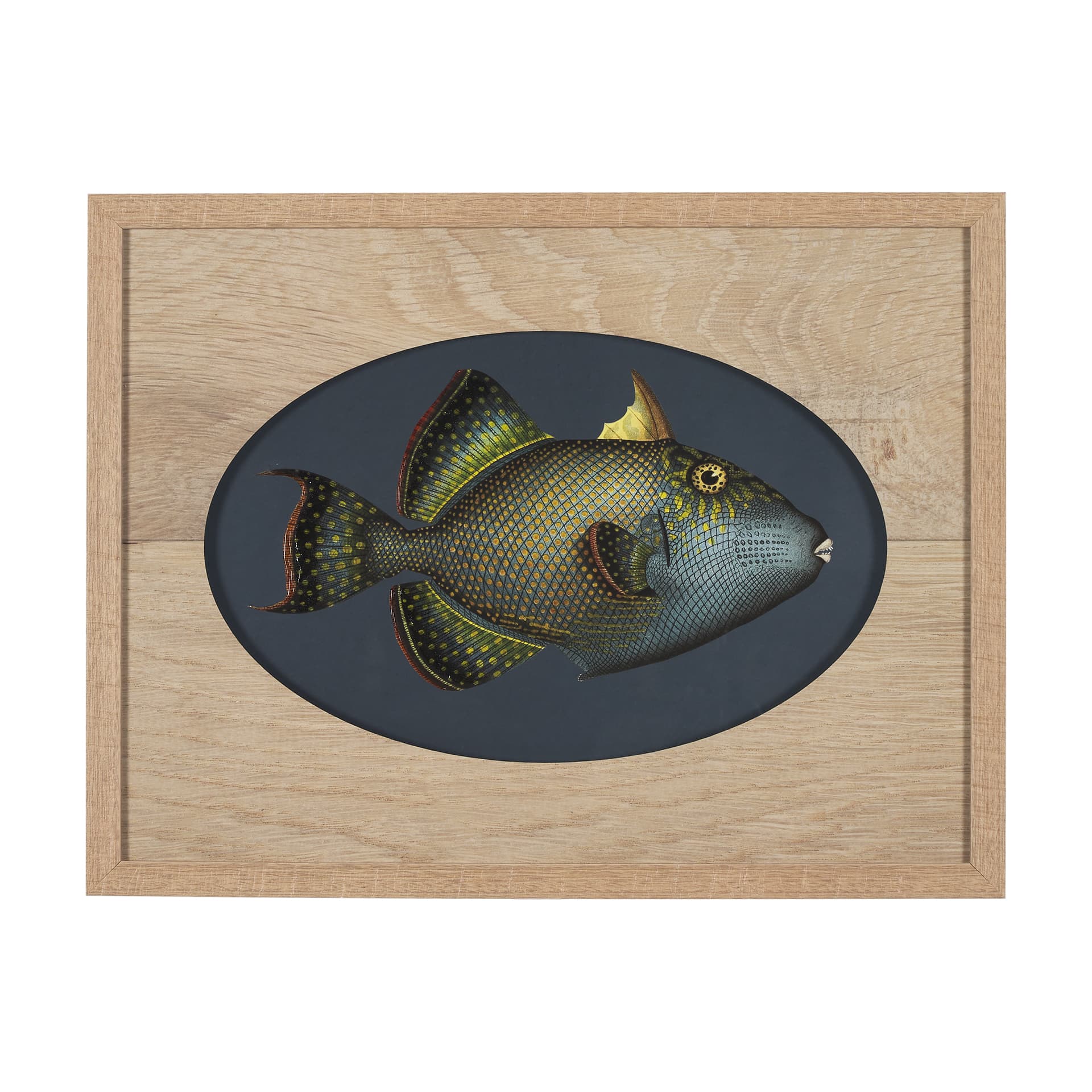 Pseudobalistes Fuscus by Mercana Studio Hand Embellished Textured Framed Art Print Matted under Glas — product photograph