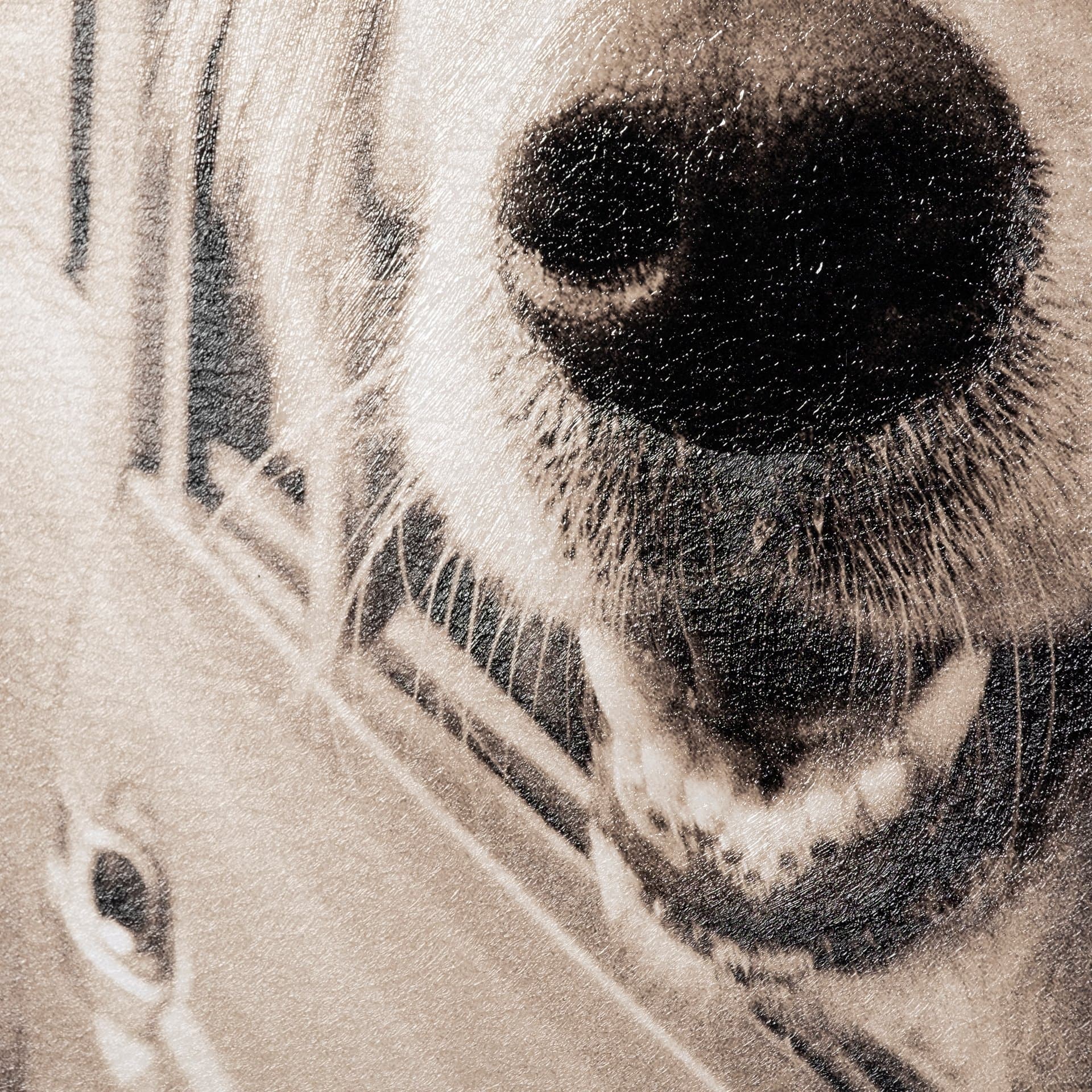 Where you go by Jim Drafield a Hand Embelished Textured Framed Photo Art Print — product photograph